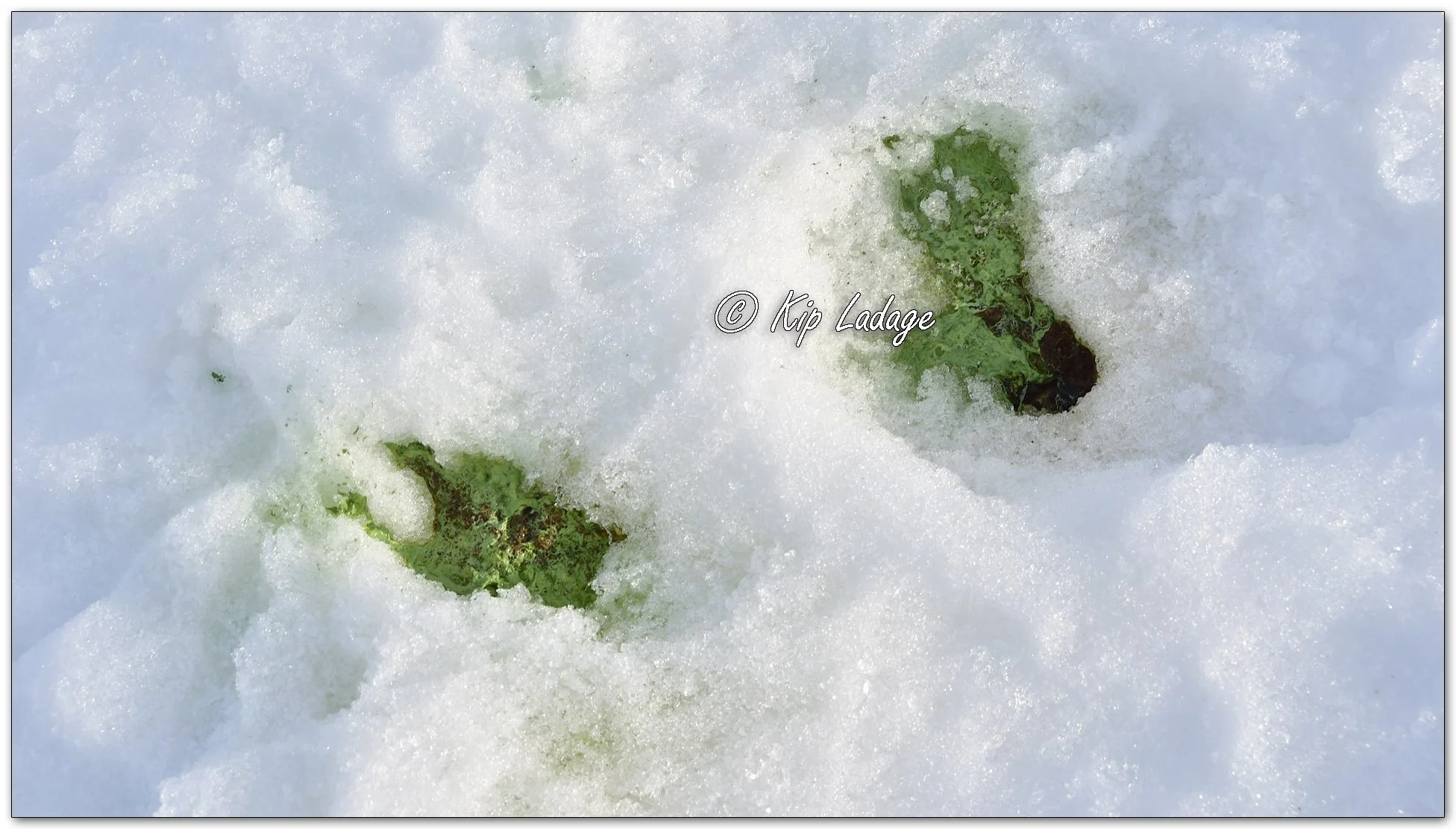 Canada Goose Diarrhea - Image 1050047