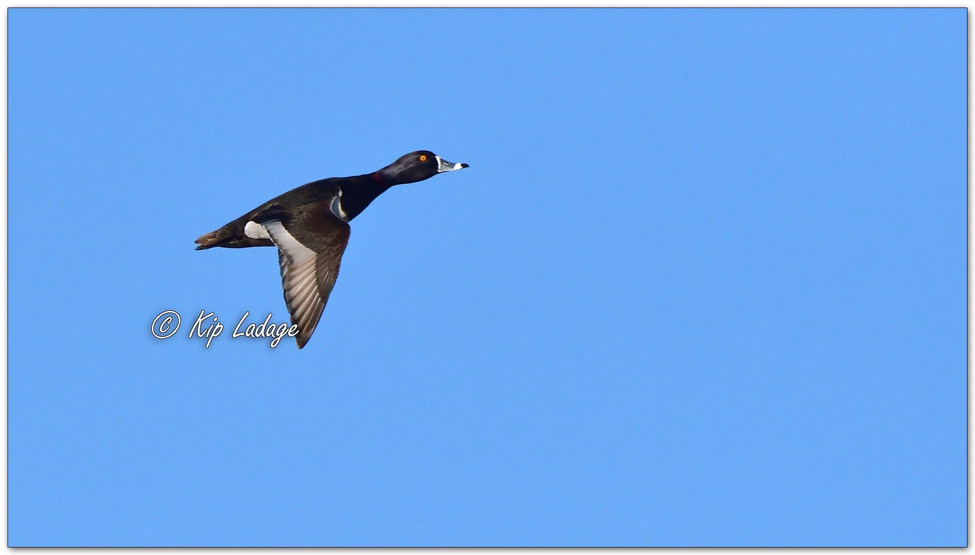 Ring-necked Ducks - Image 1071437
