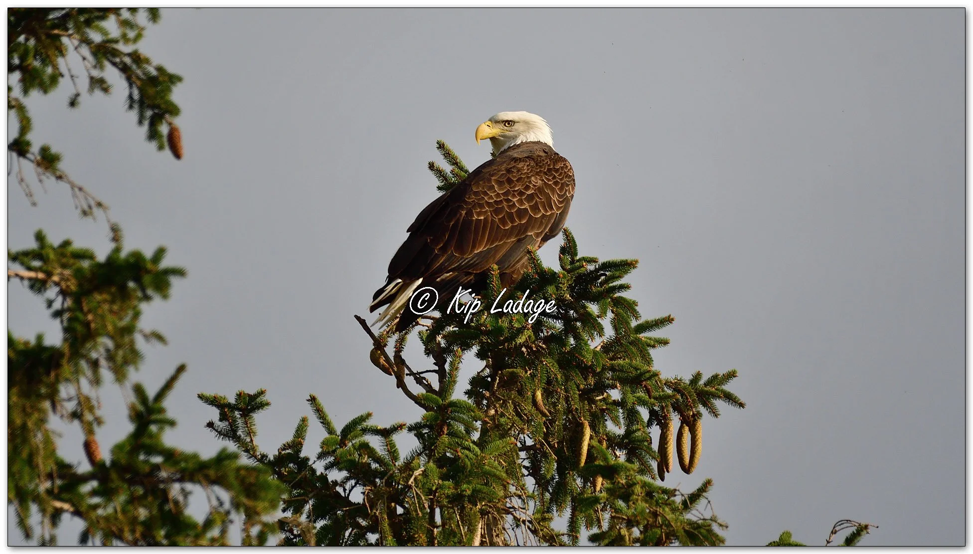 Adult Bald Eagle in Spruce Tree - Image 1146976