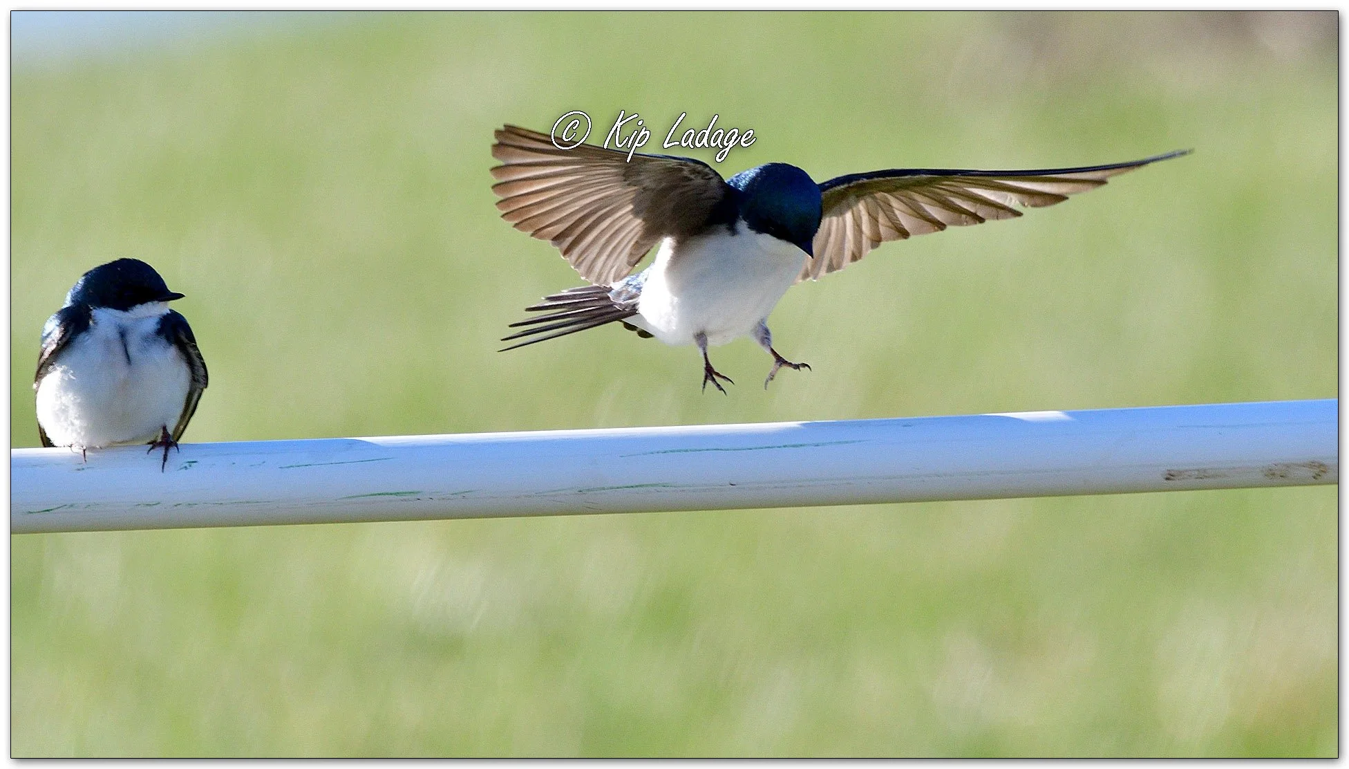 Tree Swallows - Image 1083626