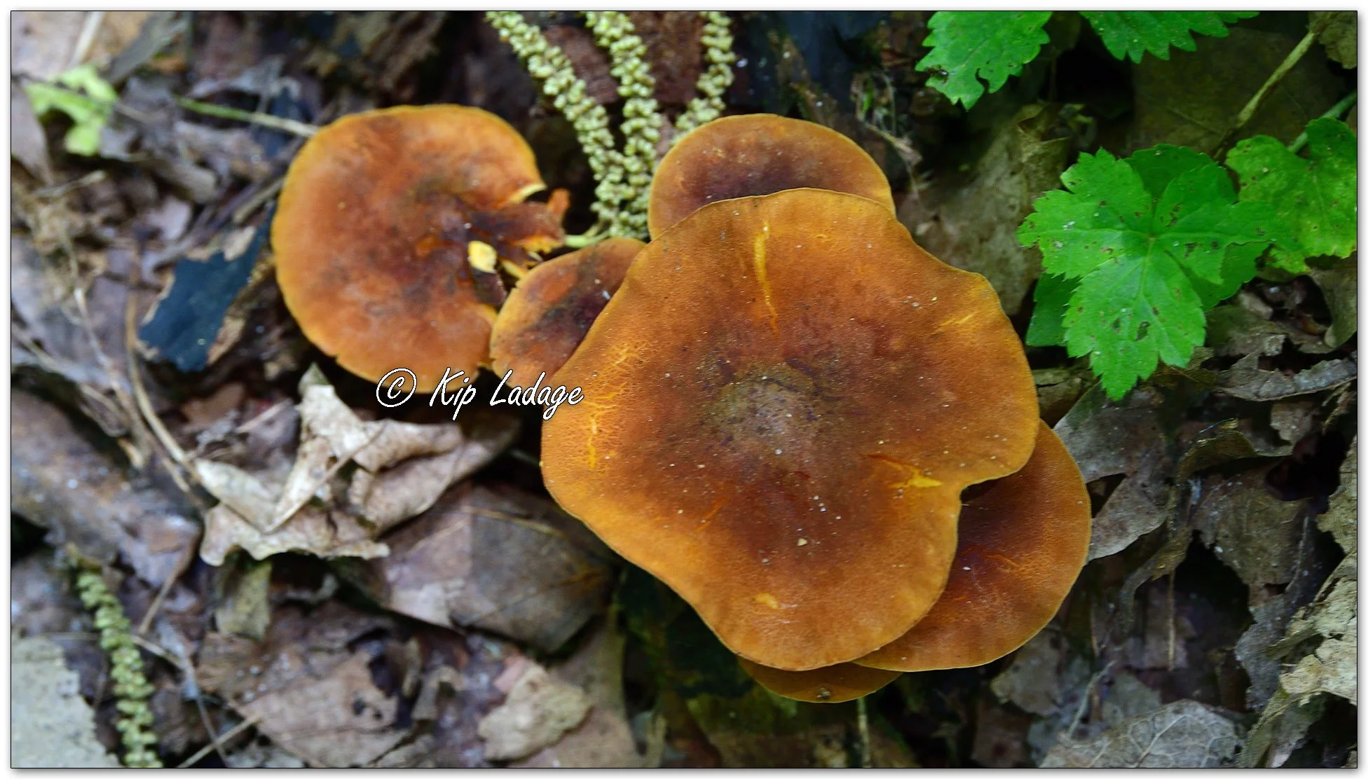 False Chanterelle - Image 1099051