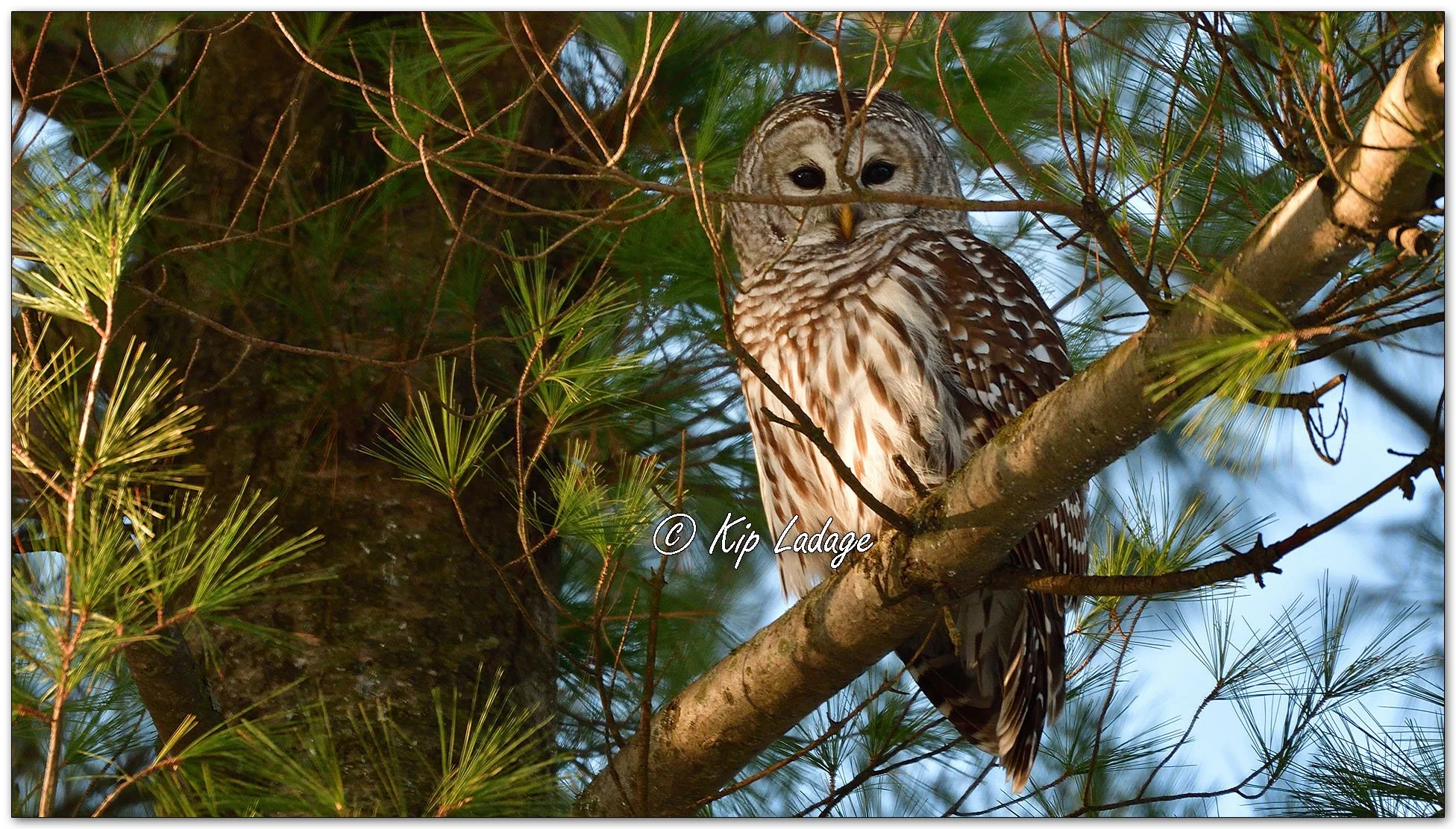 Barred Owl - Image 1050316