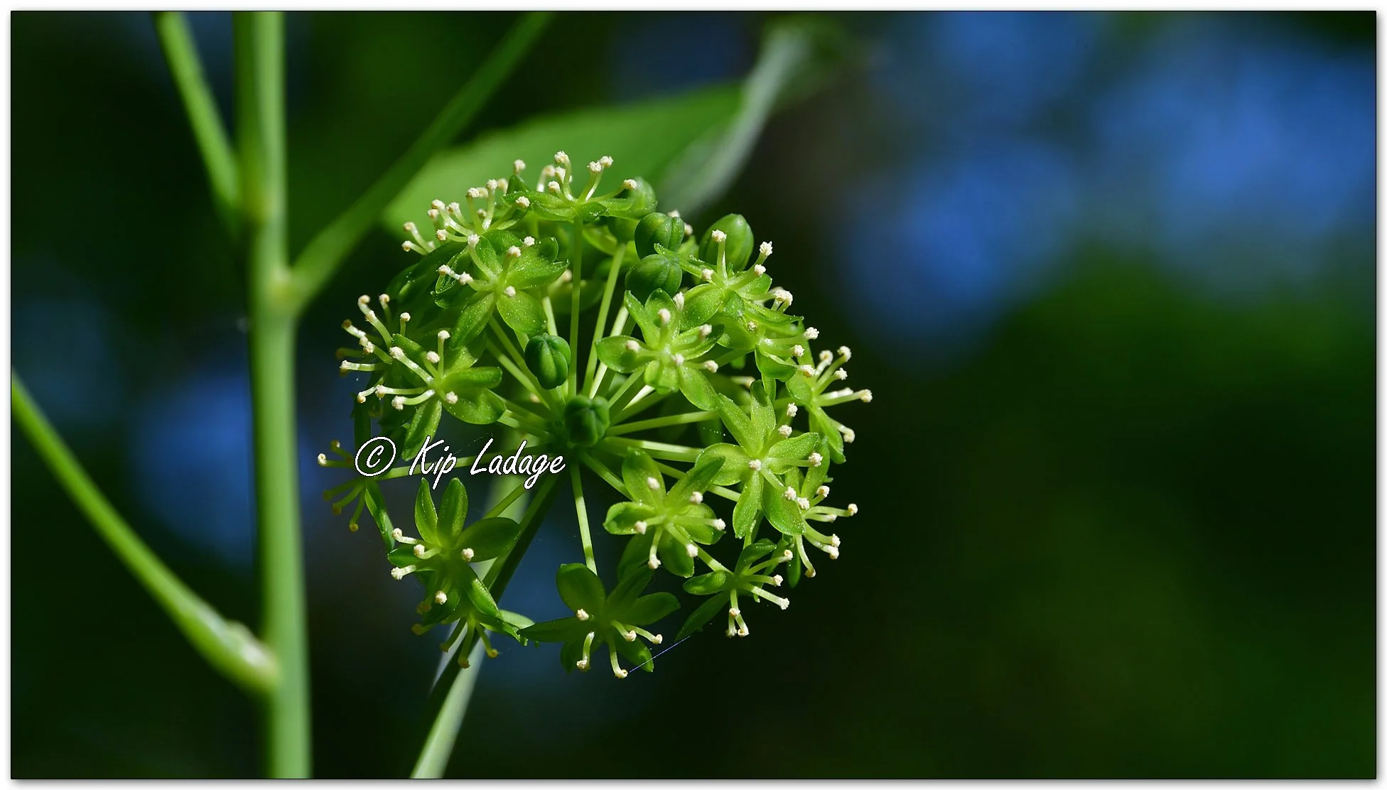 Smooth Carrionflower - Image 1095527