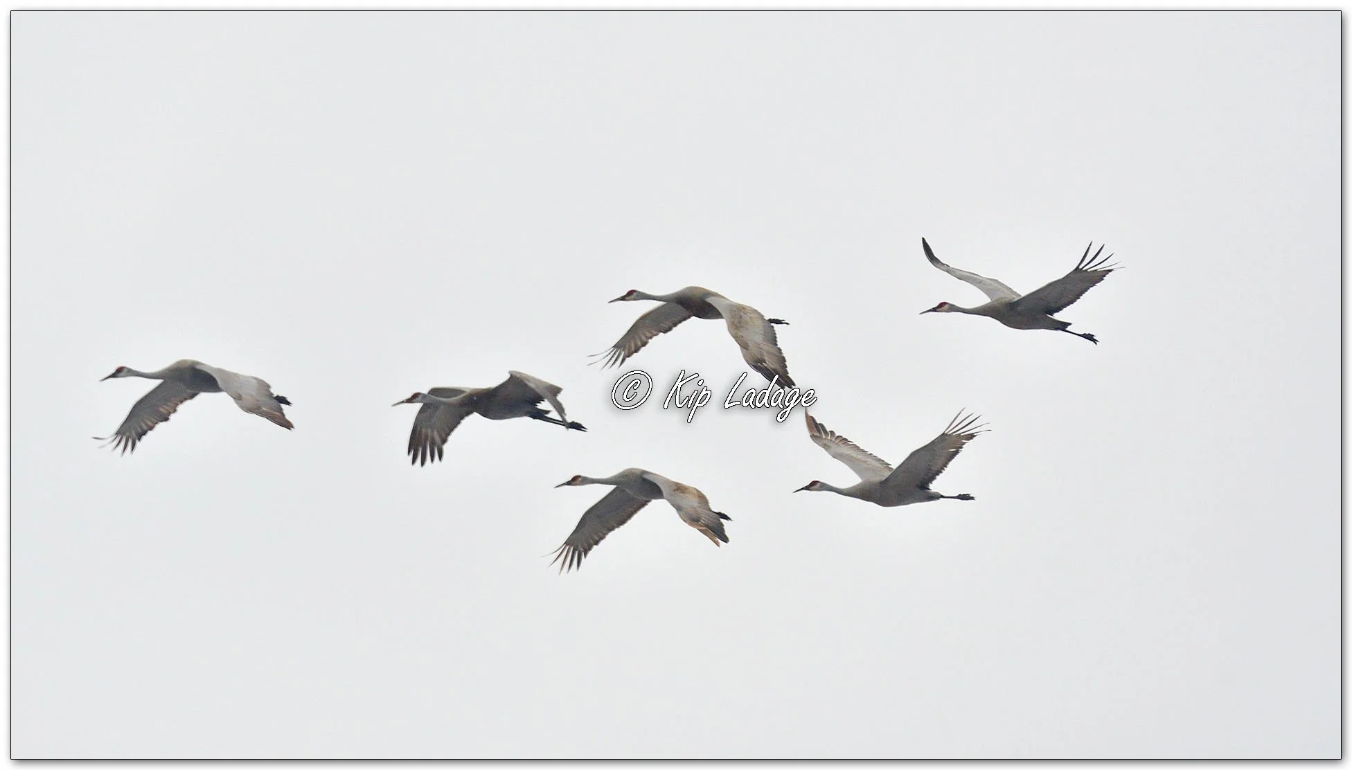 Sandhill Cranes in Flight - Image 1069258