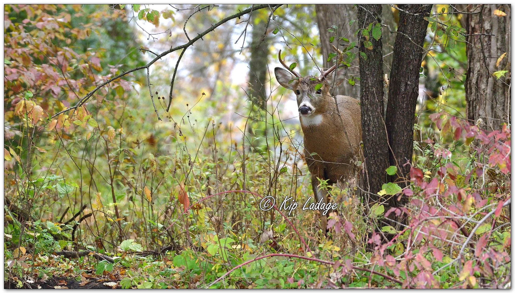Whitetail Buck Along Wapsipinicon River - Image 1041037