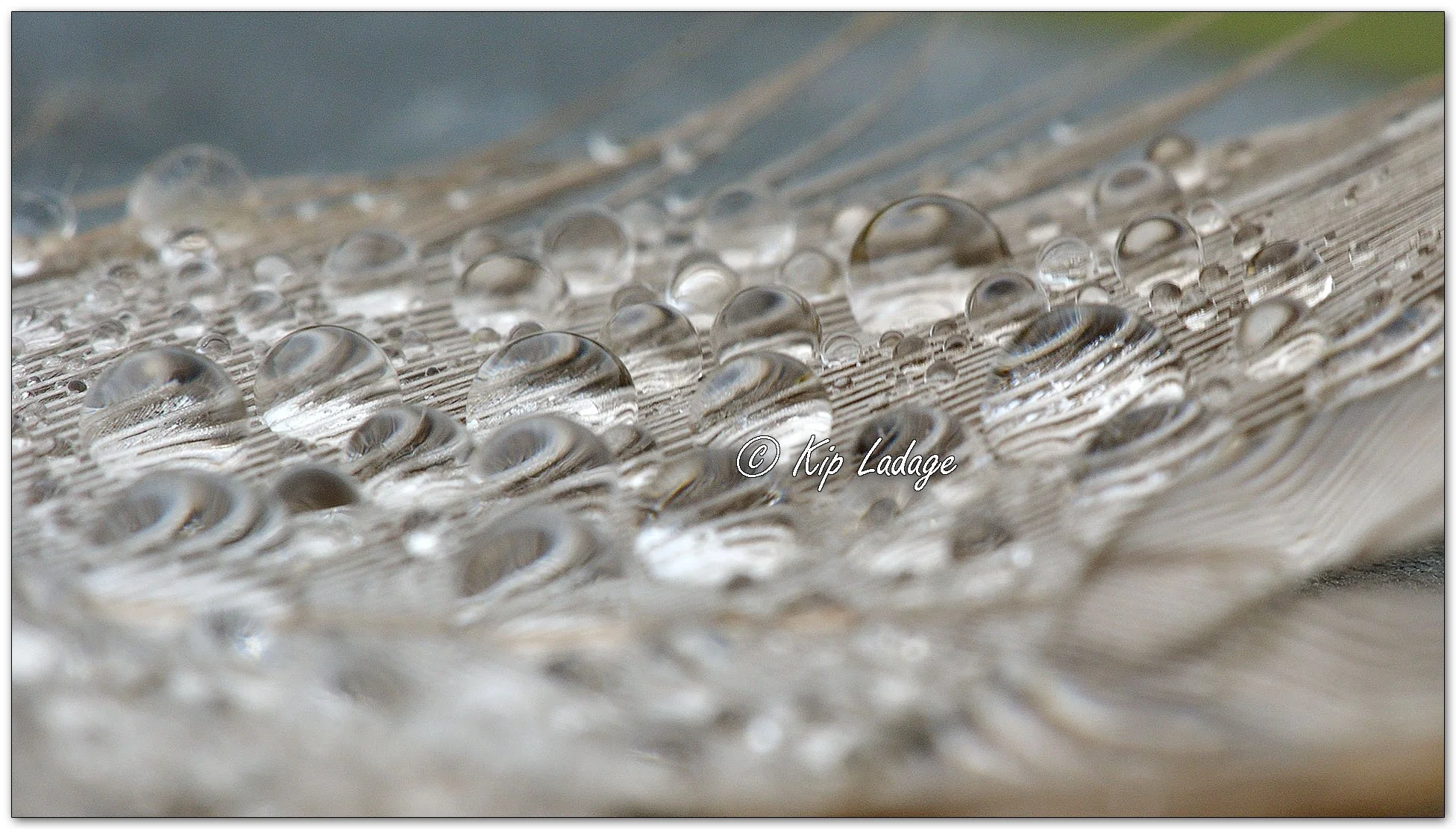 Water Drops on Goose Feather - Image 1150303