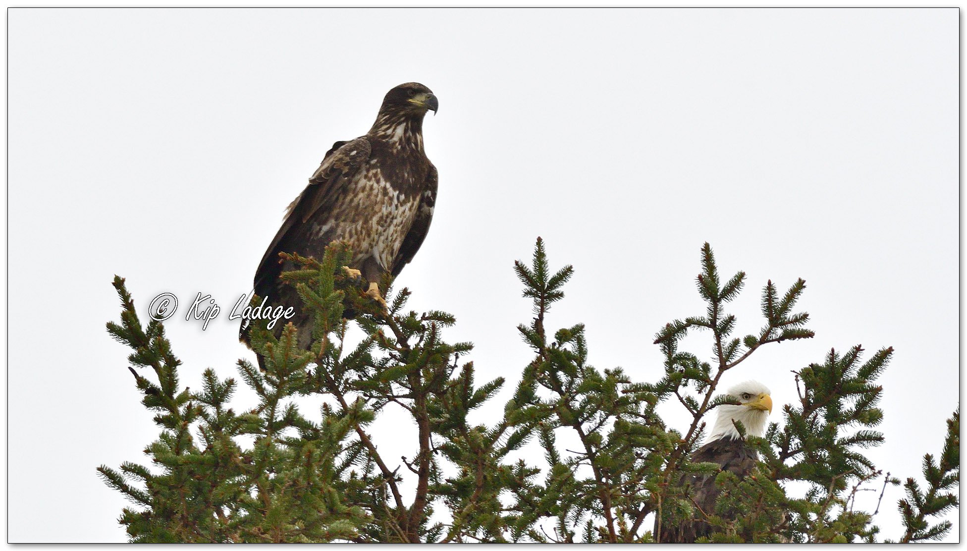 Young Bald Eagle - Image 1052714