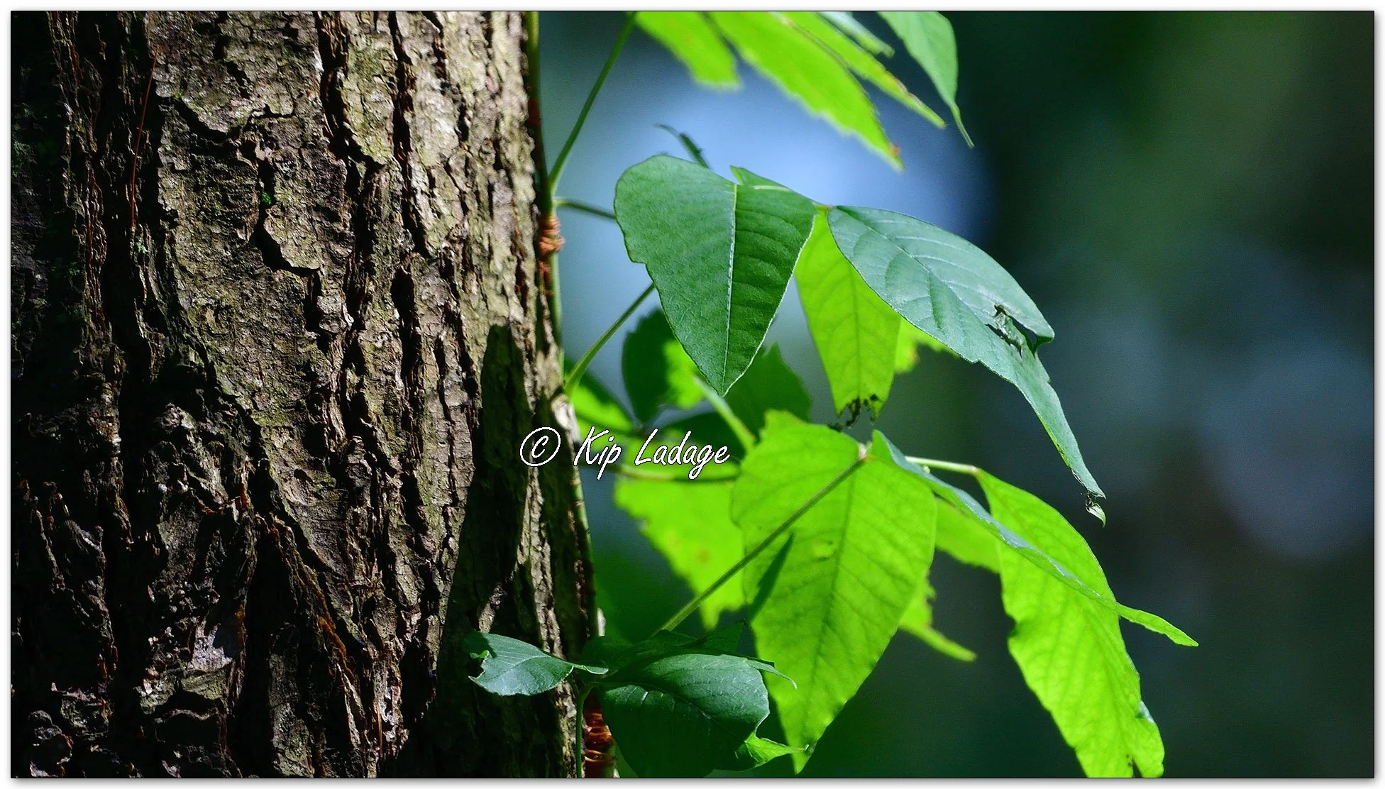 Poison Ivy - Image 1132277