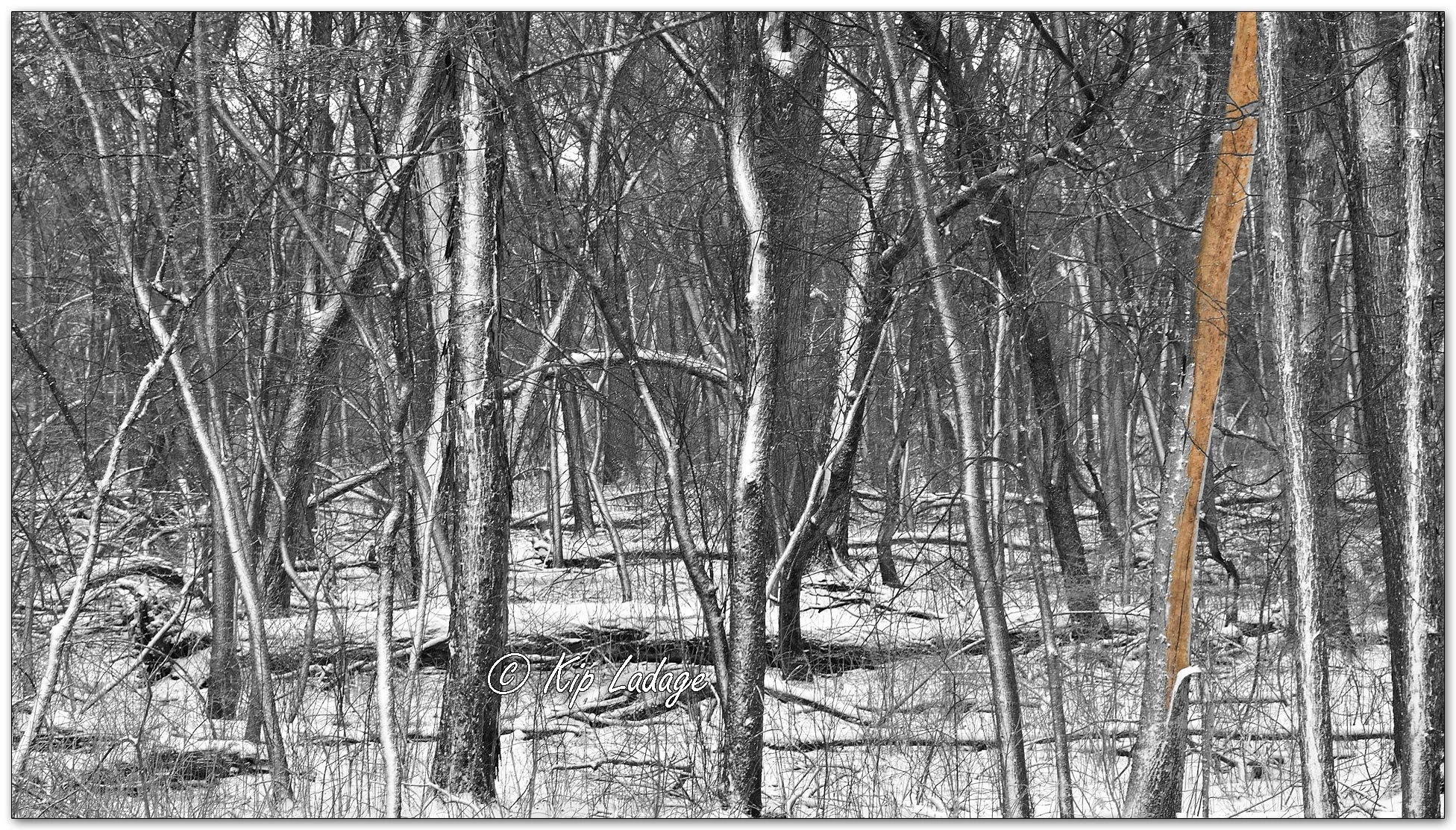 Timber in Snow - Image 1073350sele