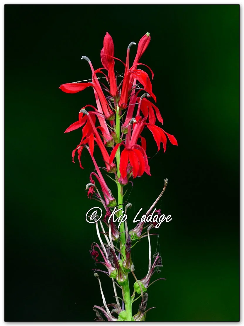 Cardinal Flower - Image 1136412