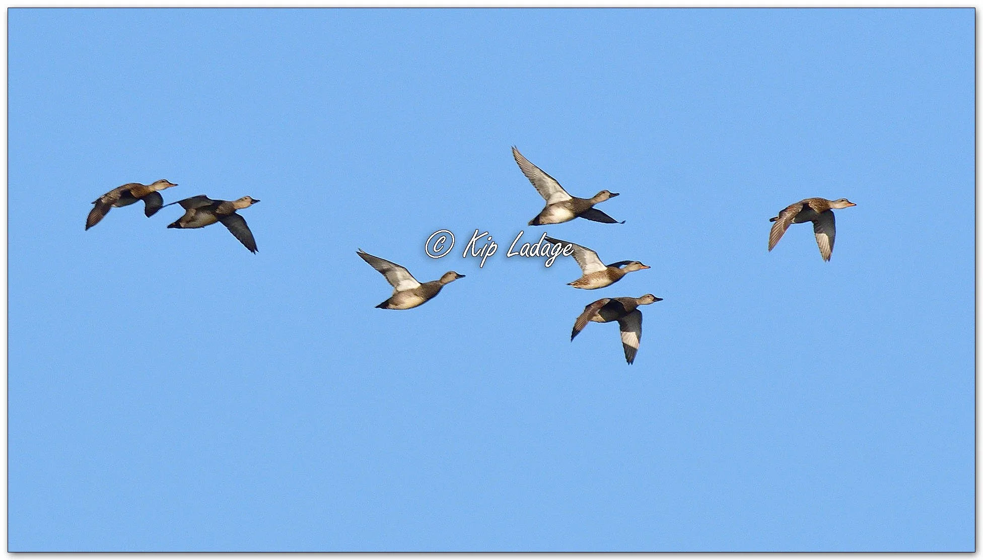 Gadwall - Image 1070709