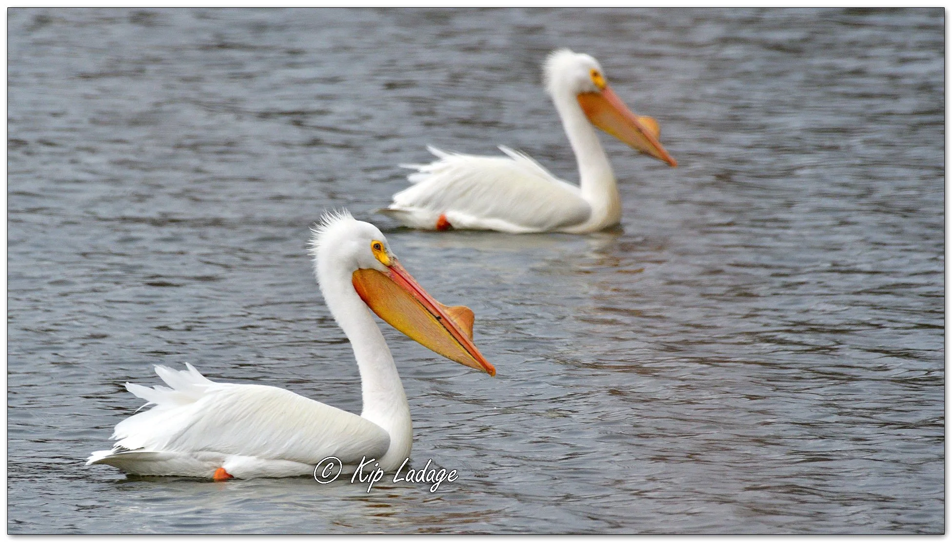 American White Pelican - Image 1081419