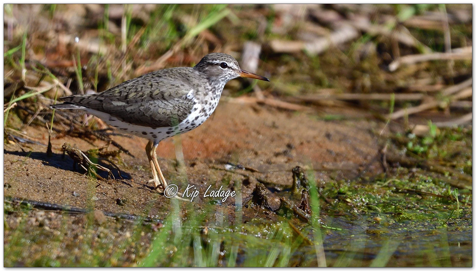 Spotted Sandpiper - Image 1095084