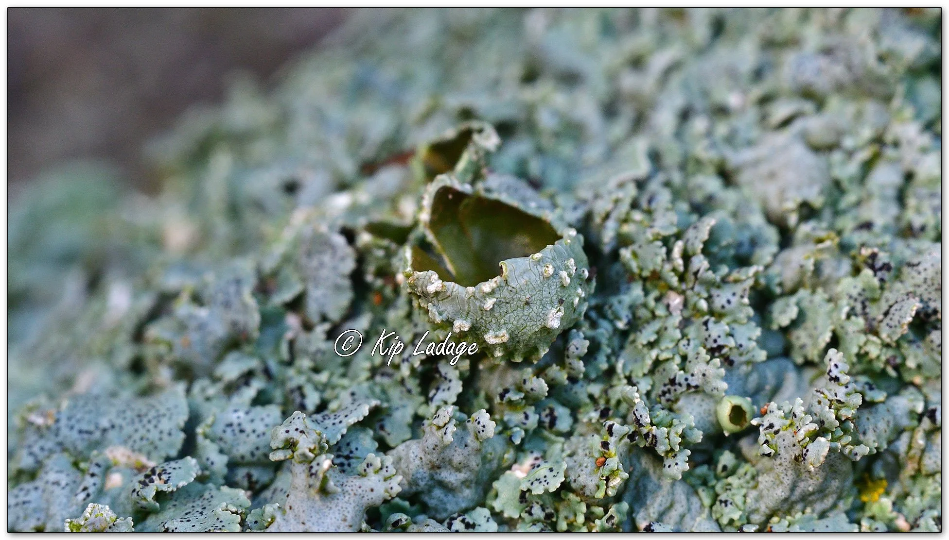 Star Rosetted Lichen - Image 1153115