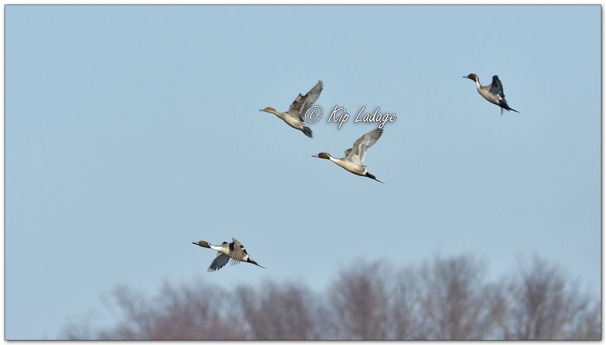 Northern Pintails in Flight - Image 1074475