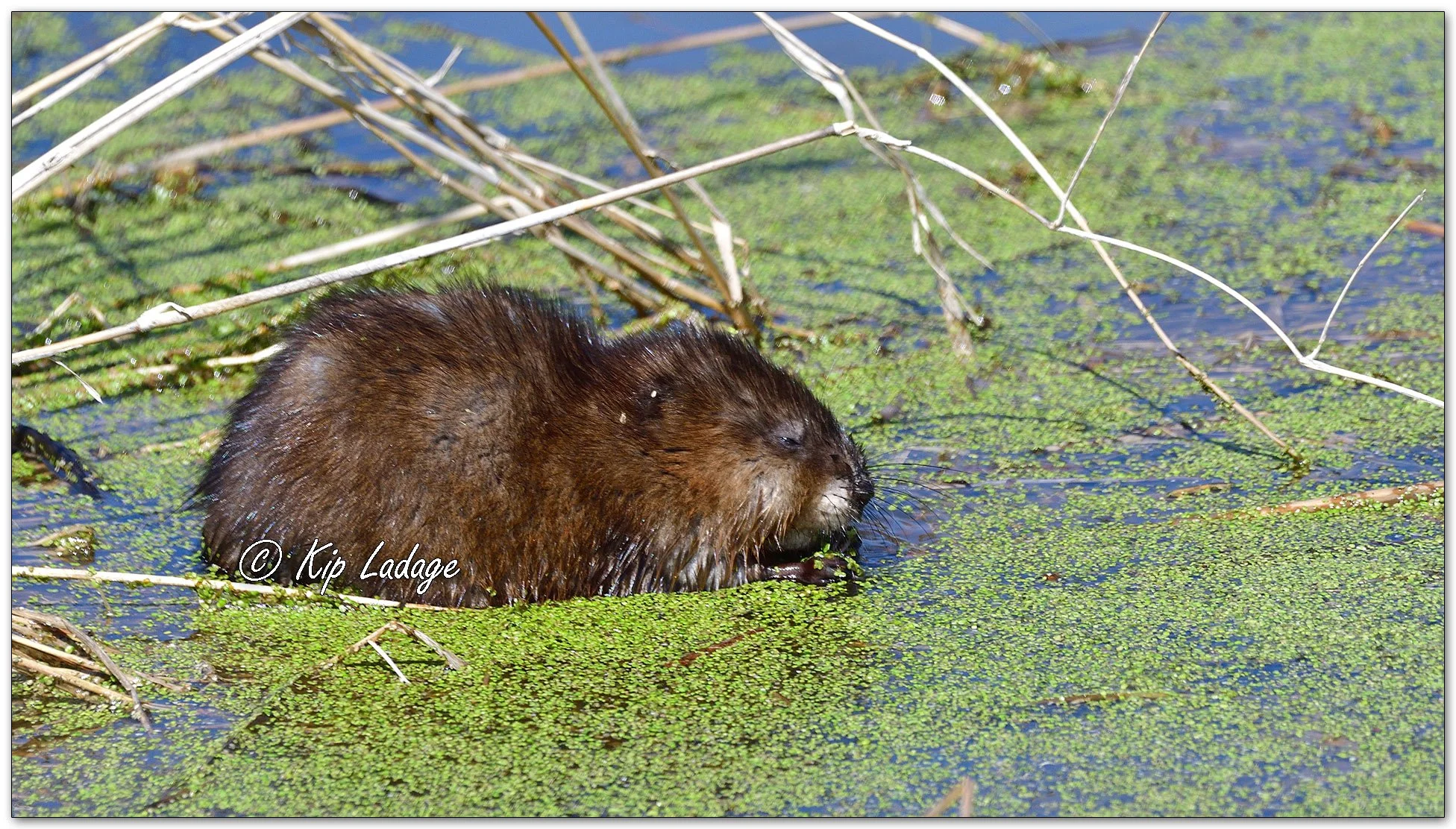 Muskrat - Image 1083973