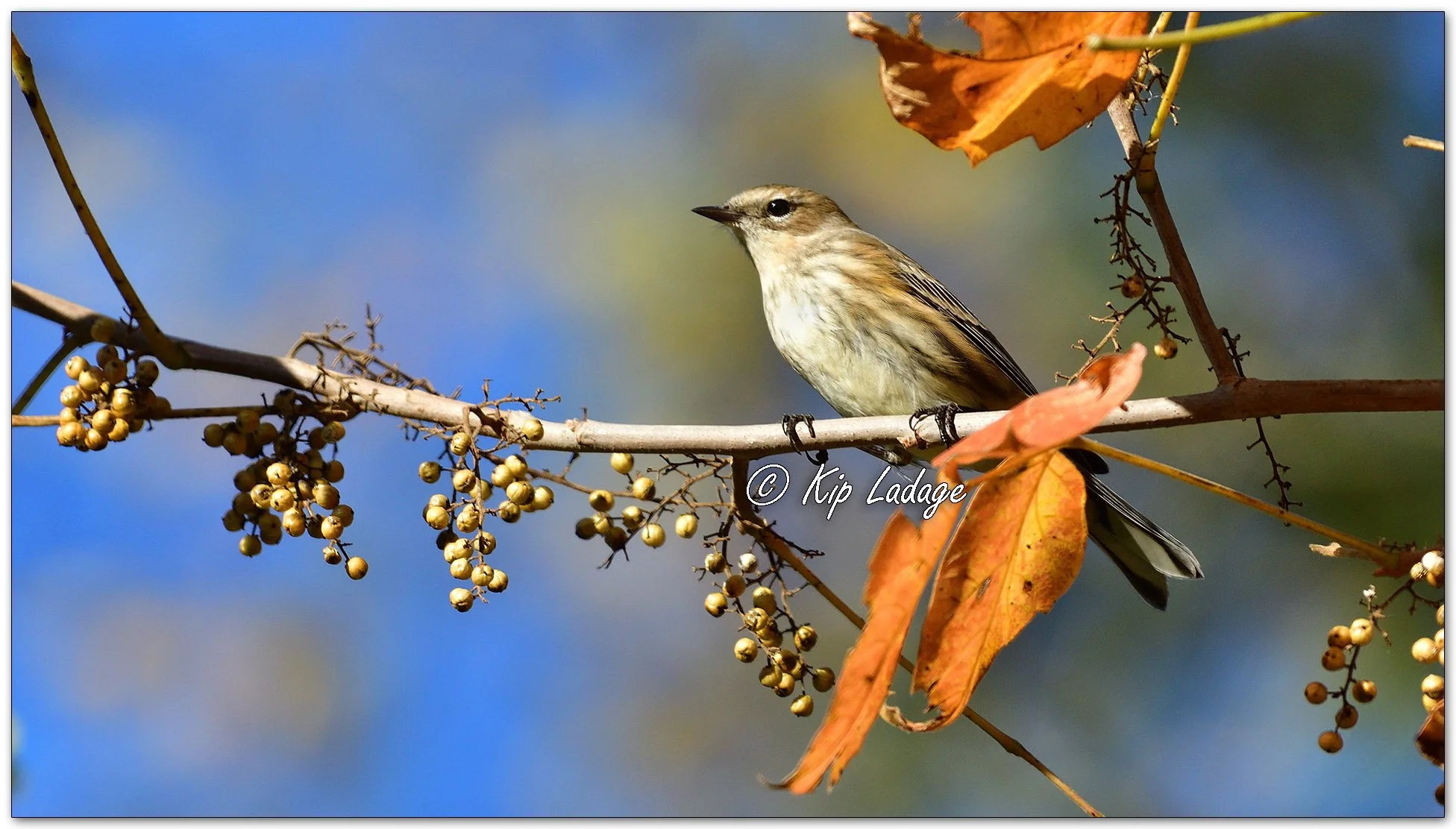 Yellow-rumped Warbler and Poison Ivy Berries - Image 1161545