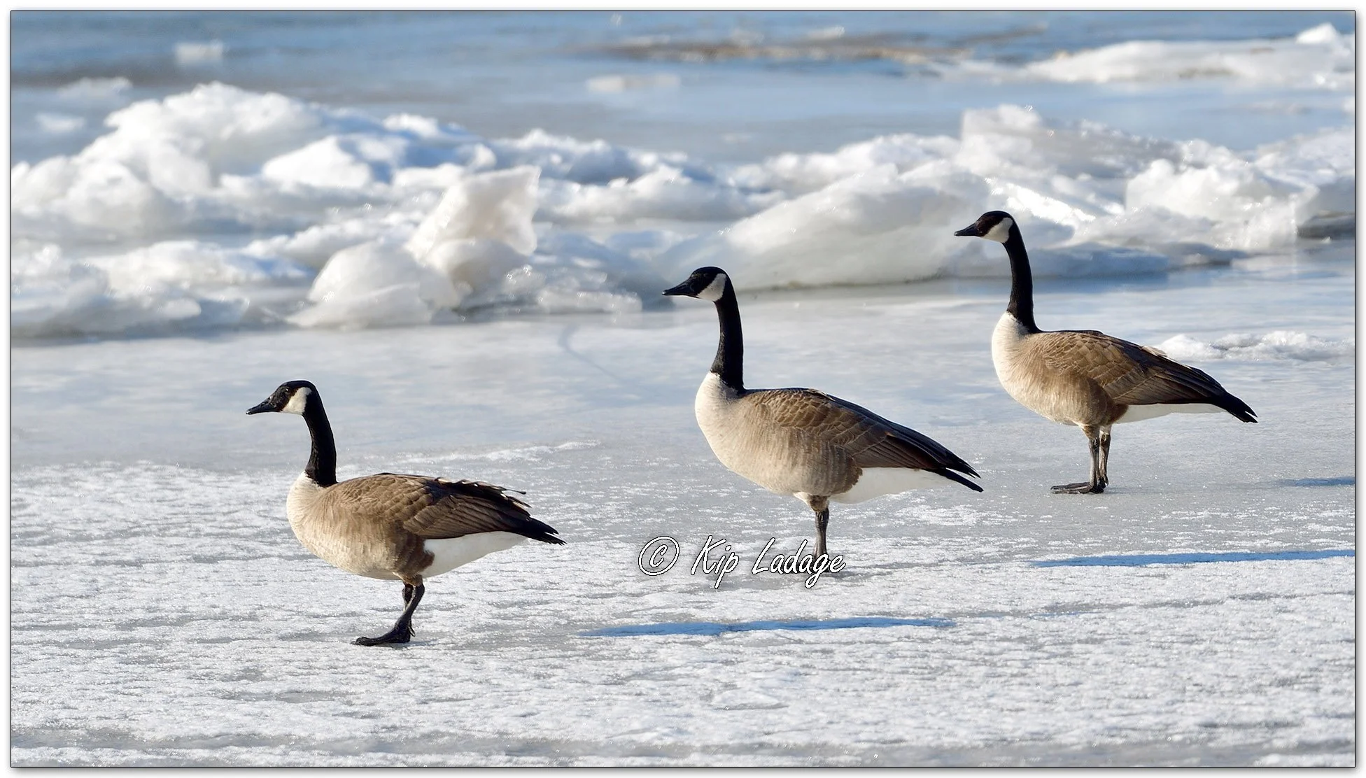 Canada Geese on Ice - Image 1062955