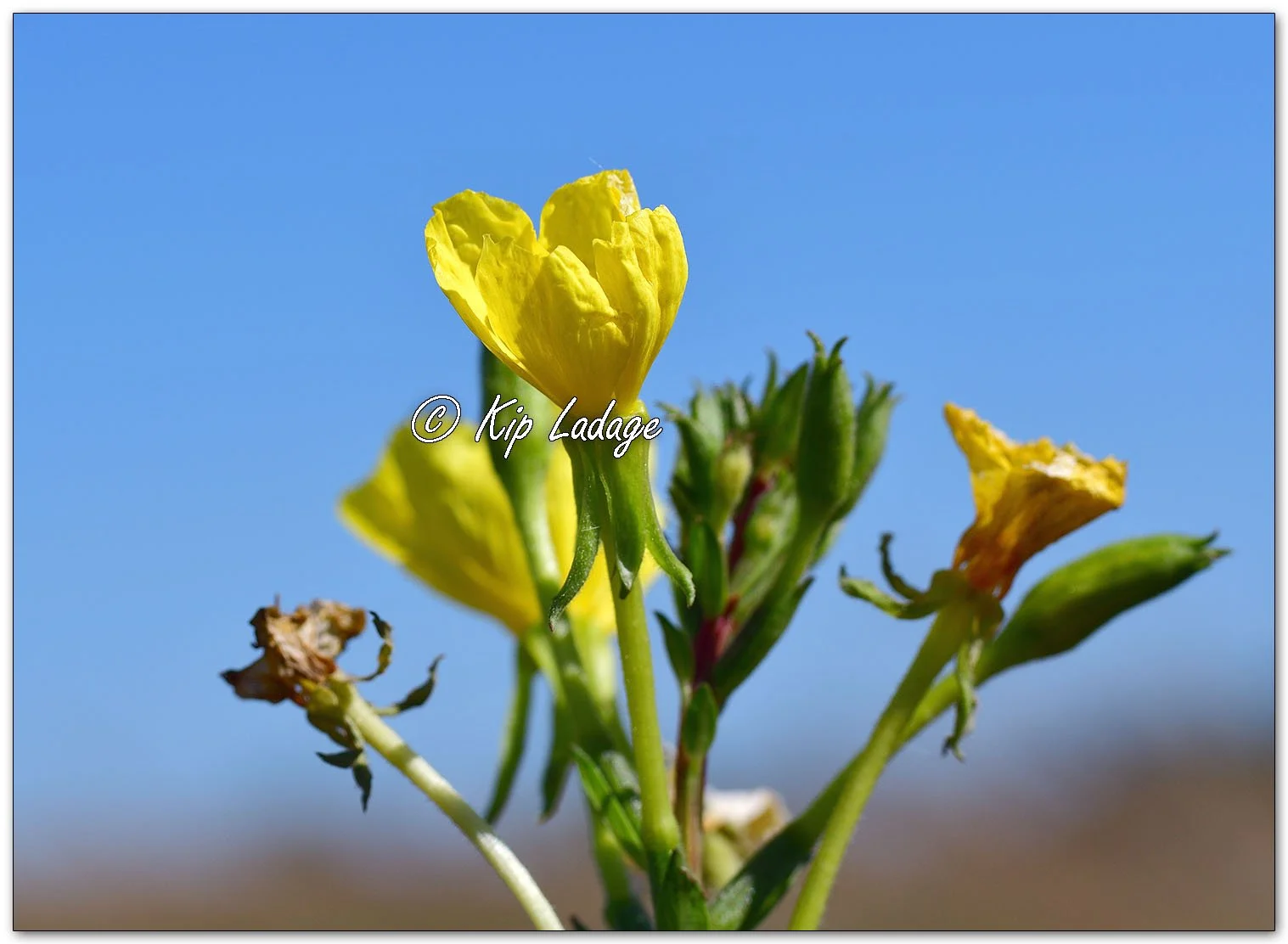 Evening Primrose - Image 1158798