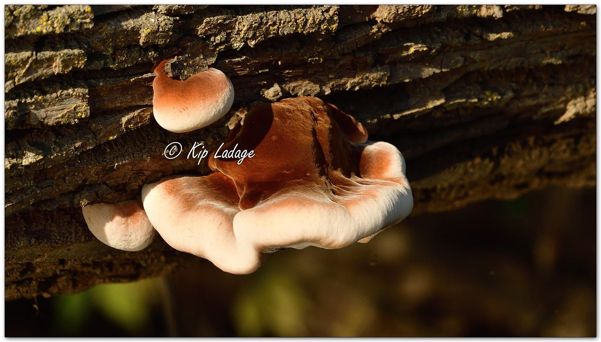 Resinous Polypore - Image 1026176