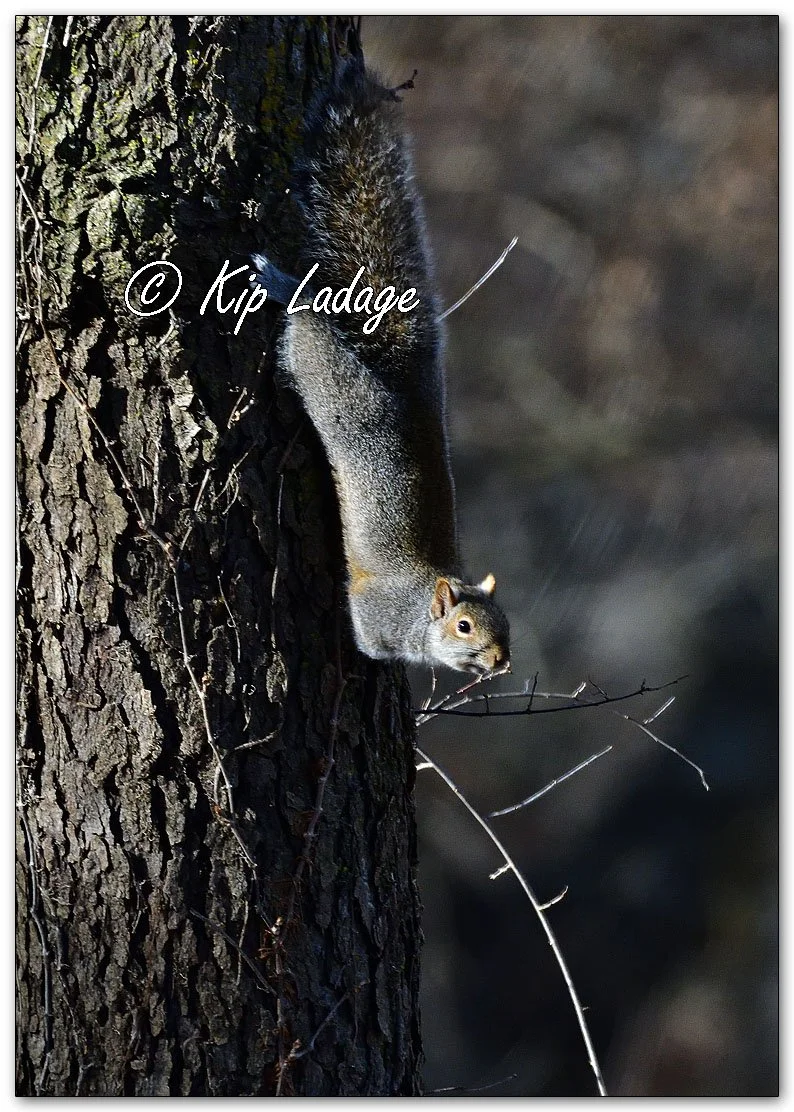 Gray Squirrel - Image 1056214
