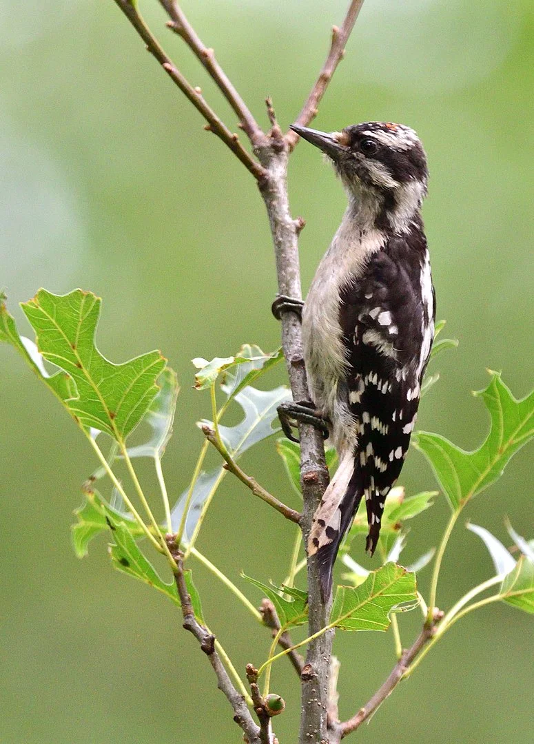 Young Downy Woodpecker - Image 1131193