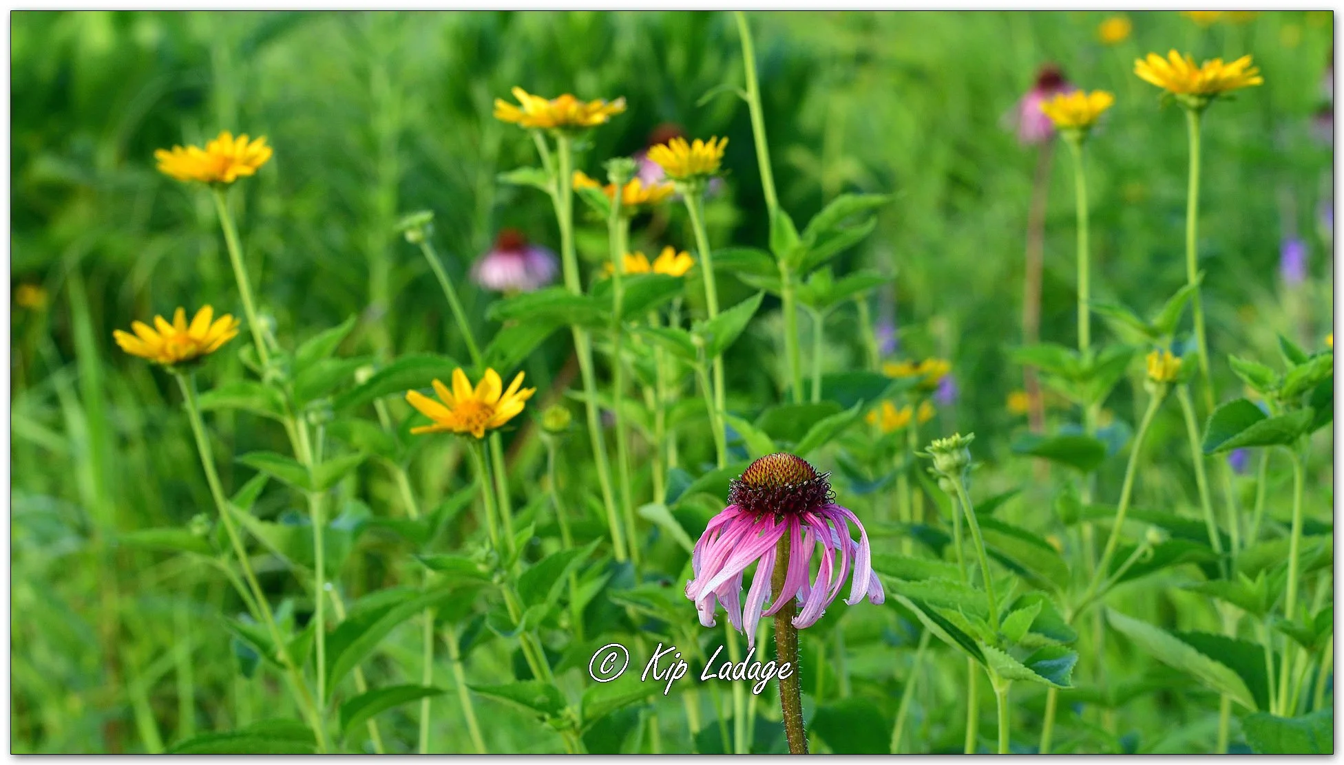 Prairie Wildflowers - Image 1111447