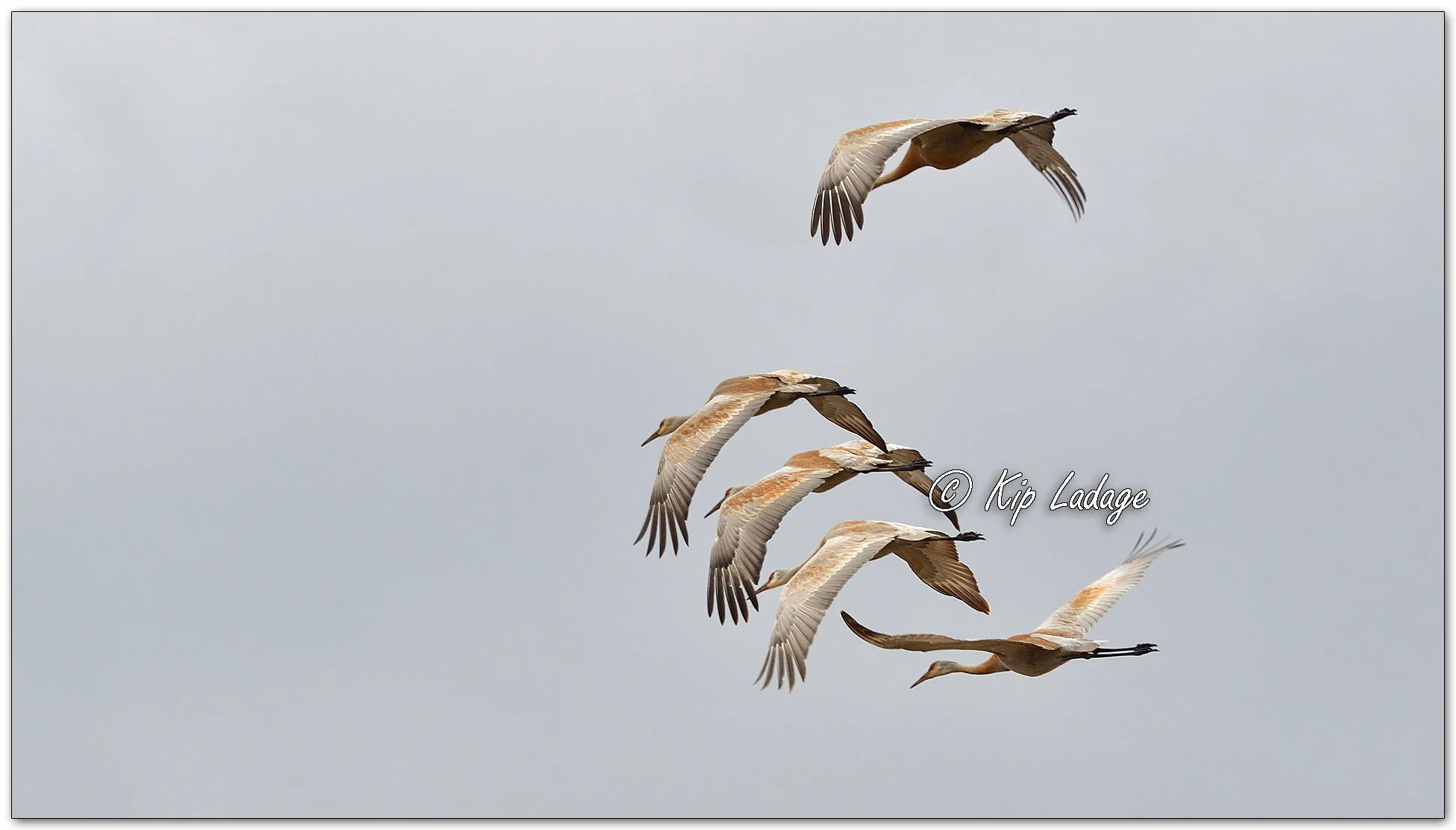 Sandhill Cranes in Flight - Image 1086523