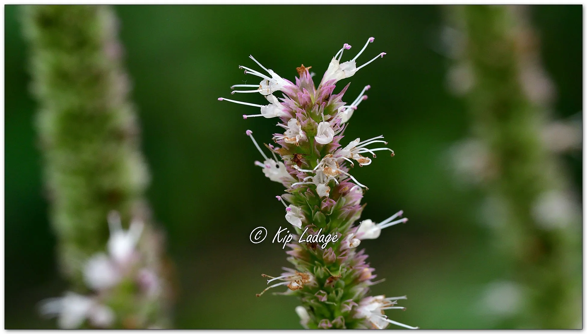 Nettleleaf Giant Hyssop - Image 1147660