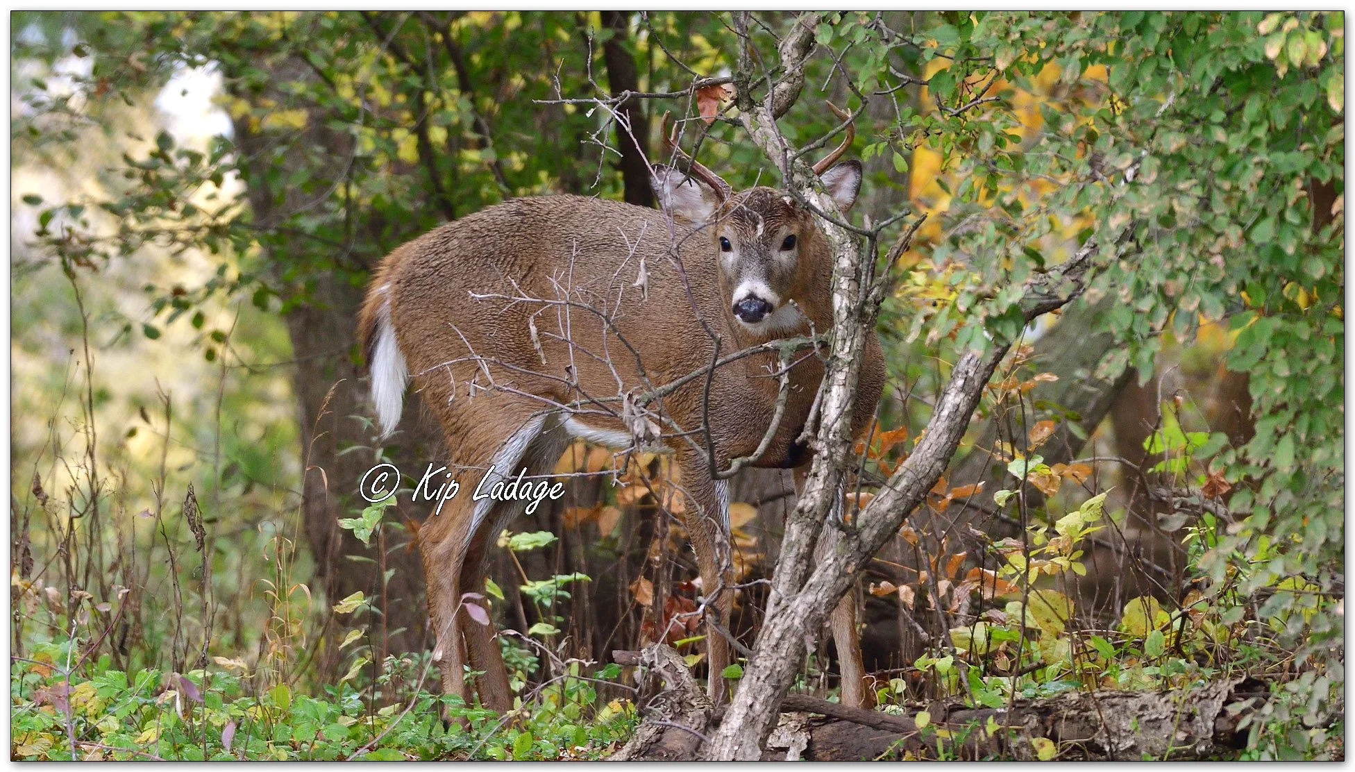 Whitetail Buck Along Wapsipinicon River - Image 1041049