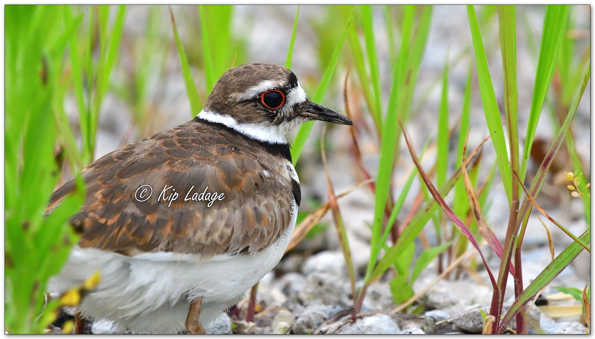Killdeer - Close - Image 1117107
