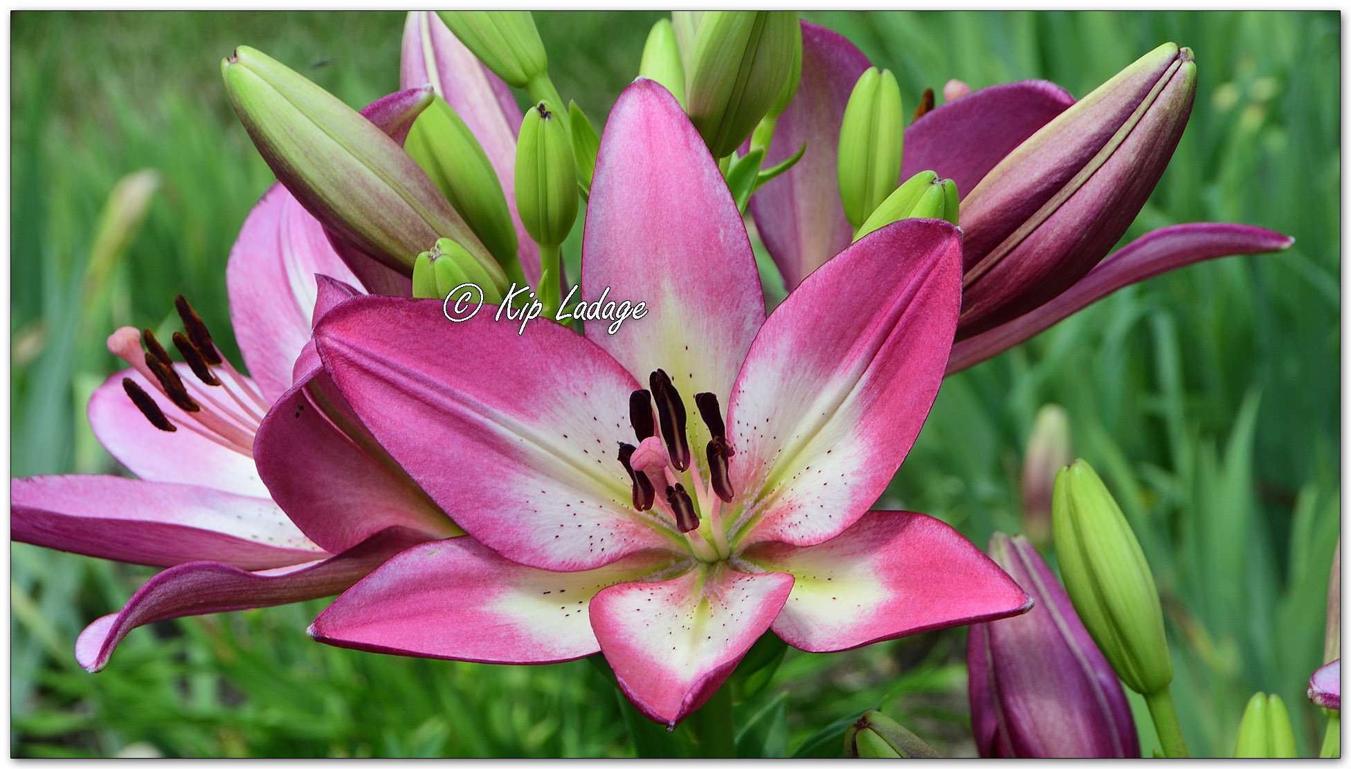 Lilium Hybrid - Image 1113593
