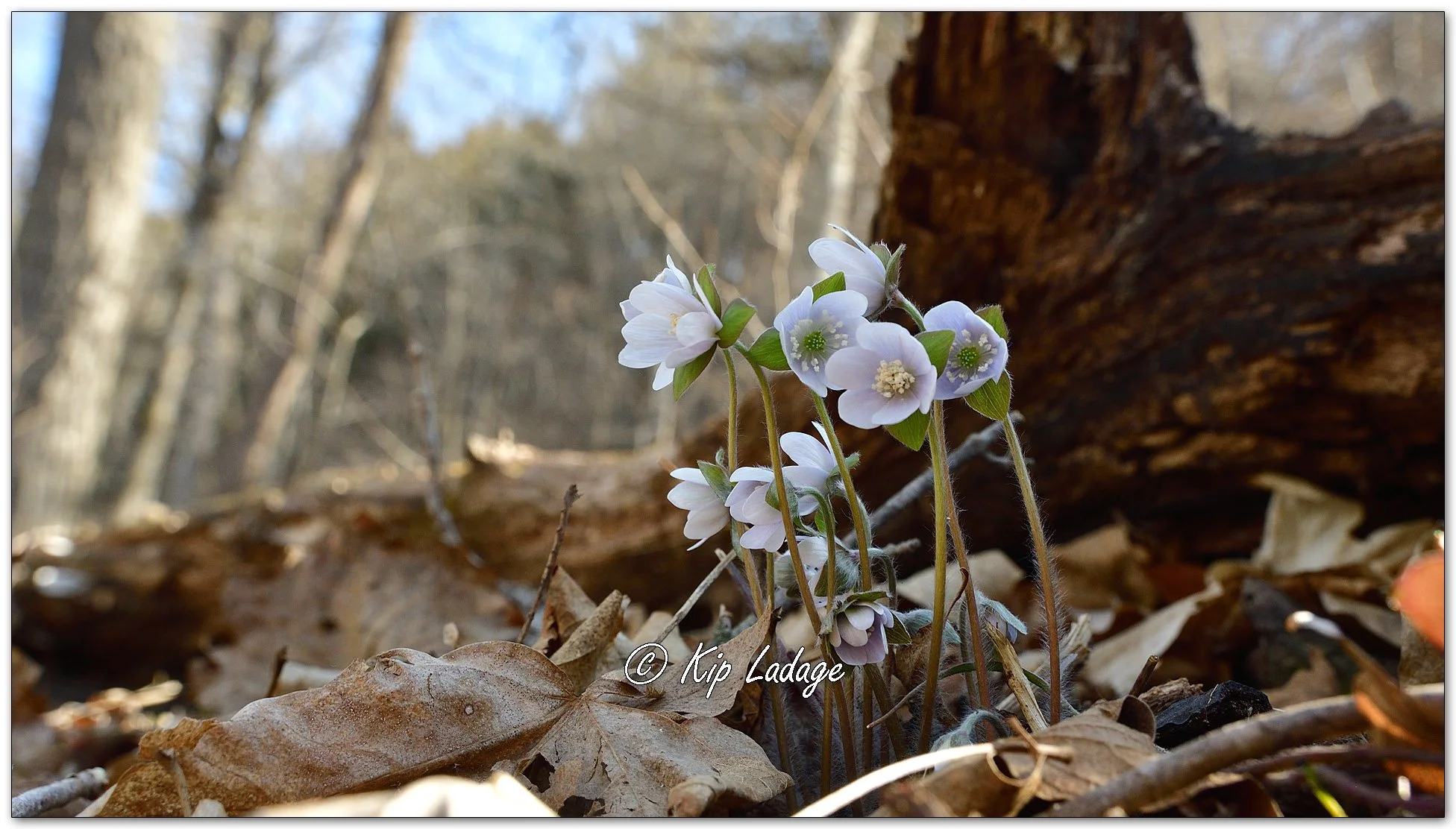 Hepatica - Image 1080562