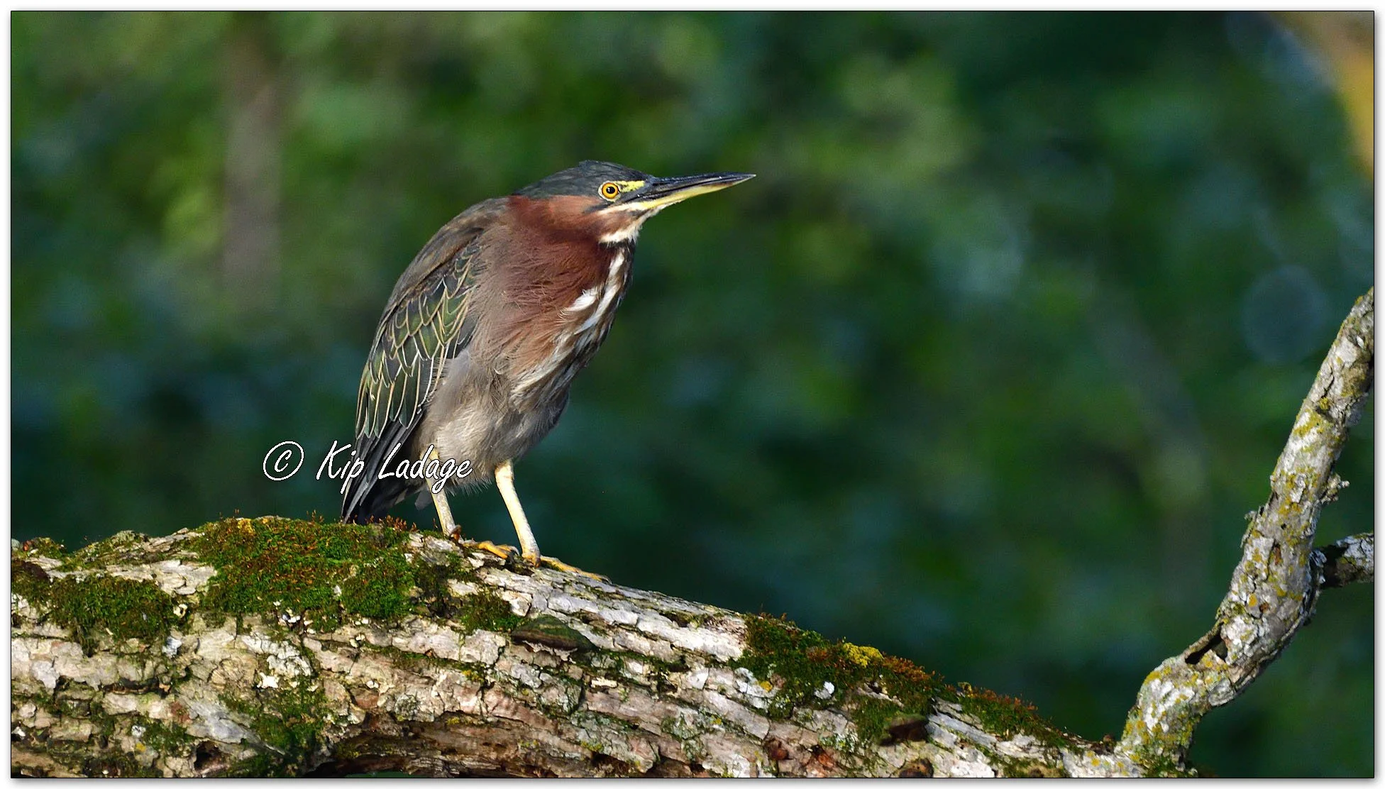 Green Heron - Image 1136931
