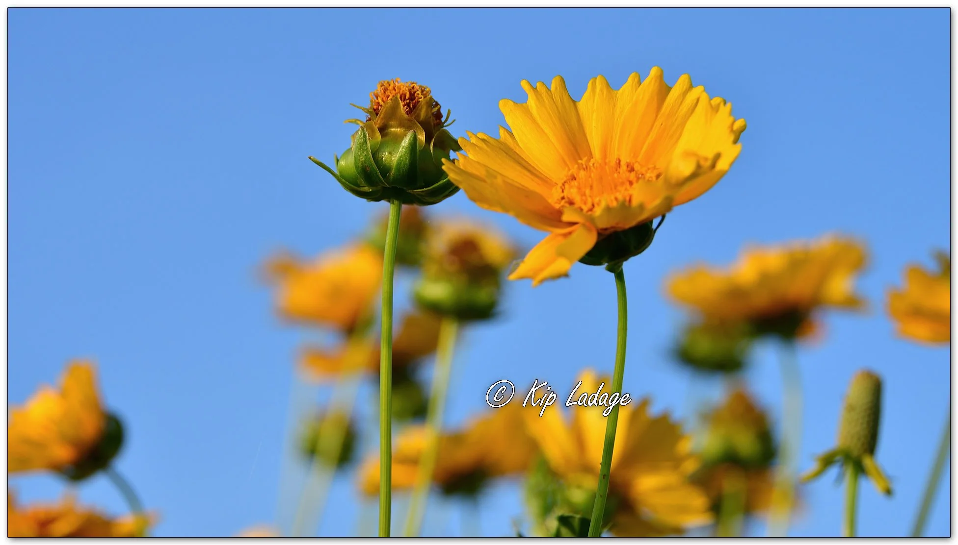 Lance-leaved Coreopsis - Image 1108339