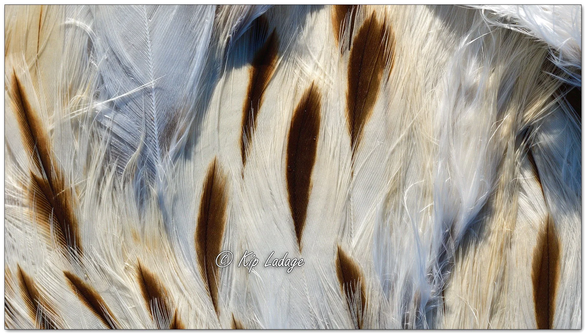 Red-tailed Hawk Macro - Image 1084778