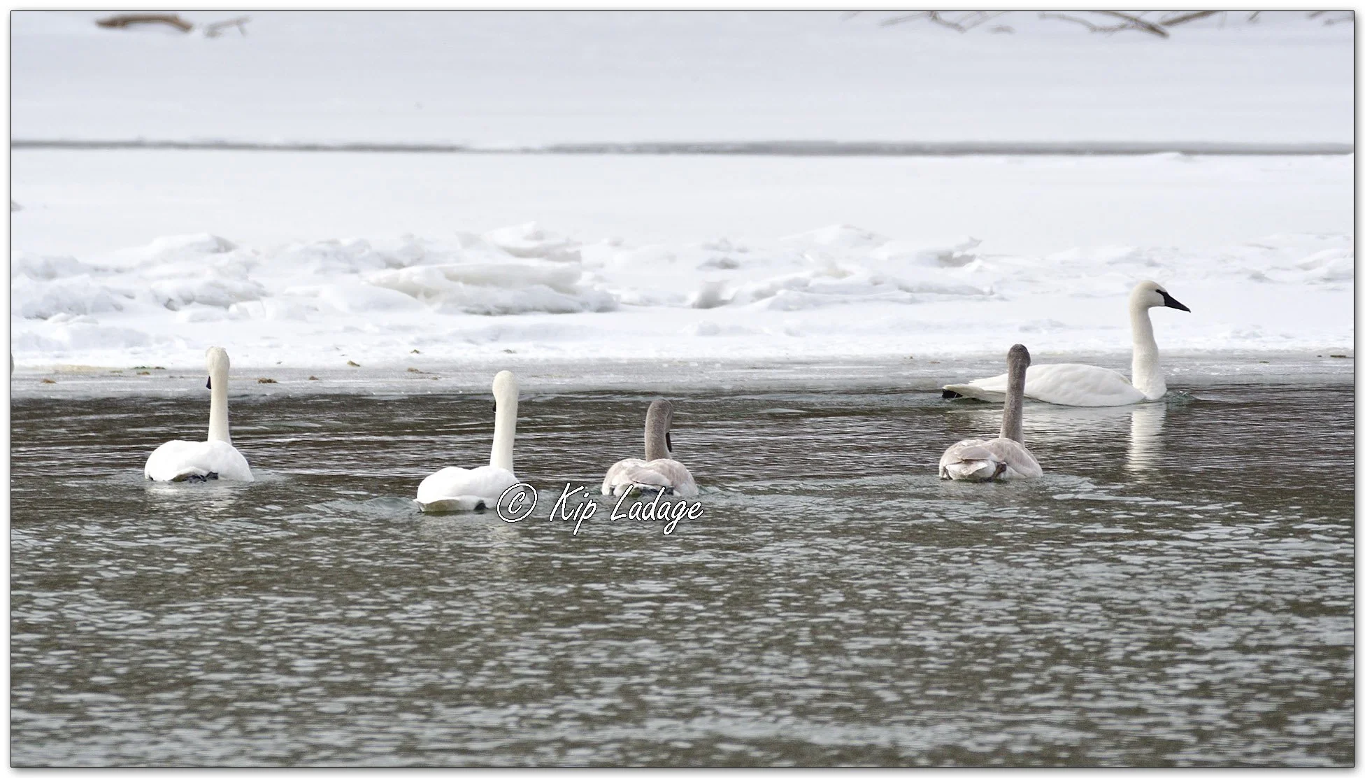 Trumpeter Swans on Cedar River - Image 1061448