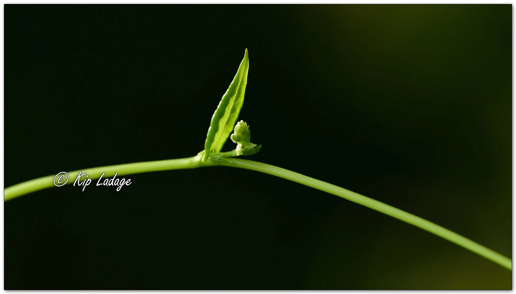 Bindweed - Image 1139282