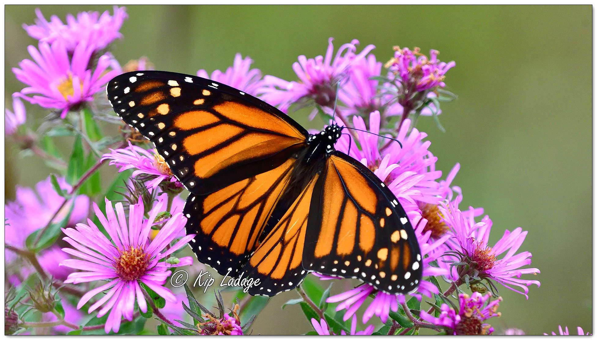 Monarch Butterfly on New England Aster - Image 1150560