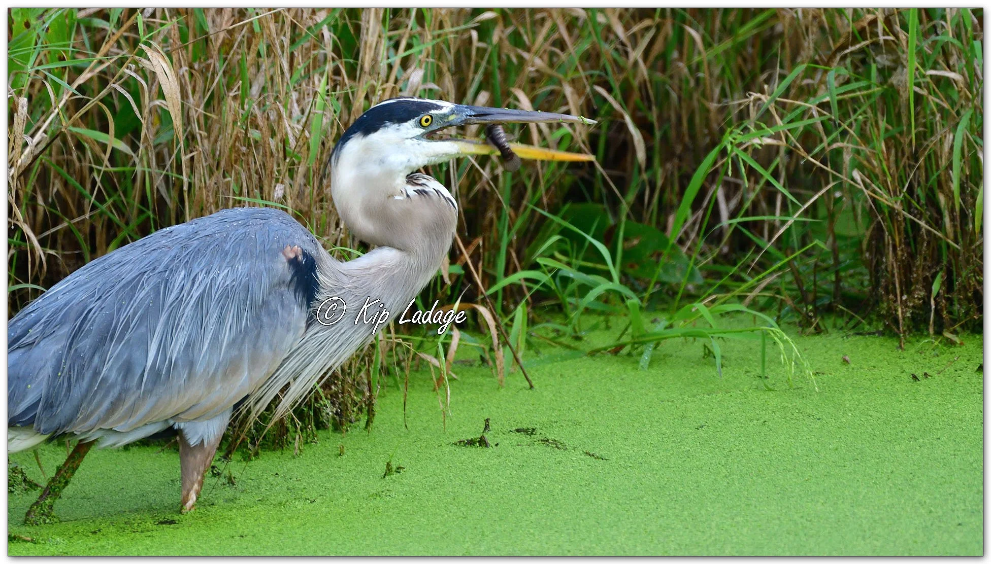 Great Blue Heron - Image 1141107