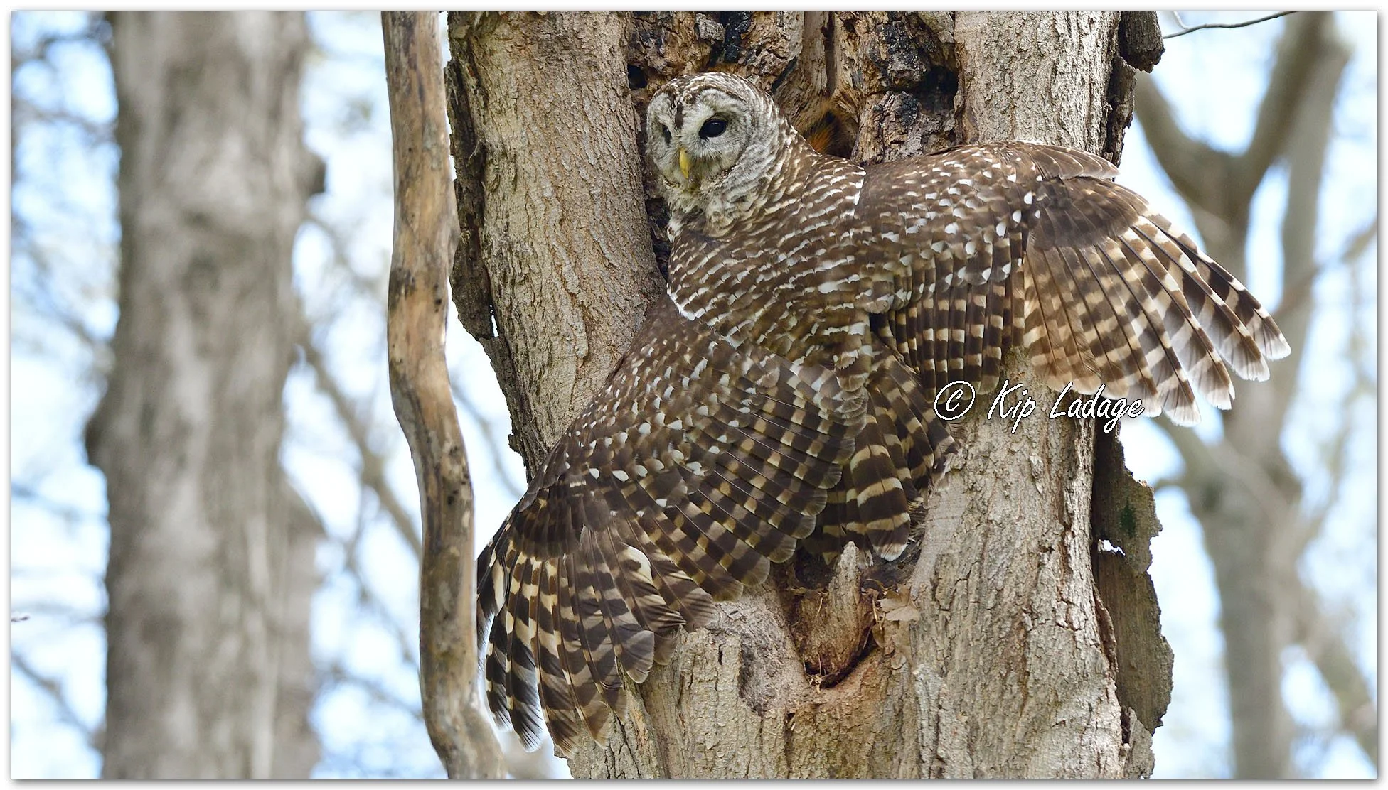 Adult Barred Owl - Image 1090422