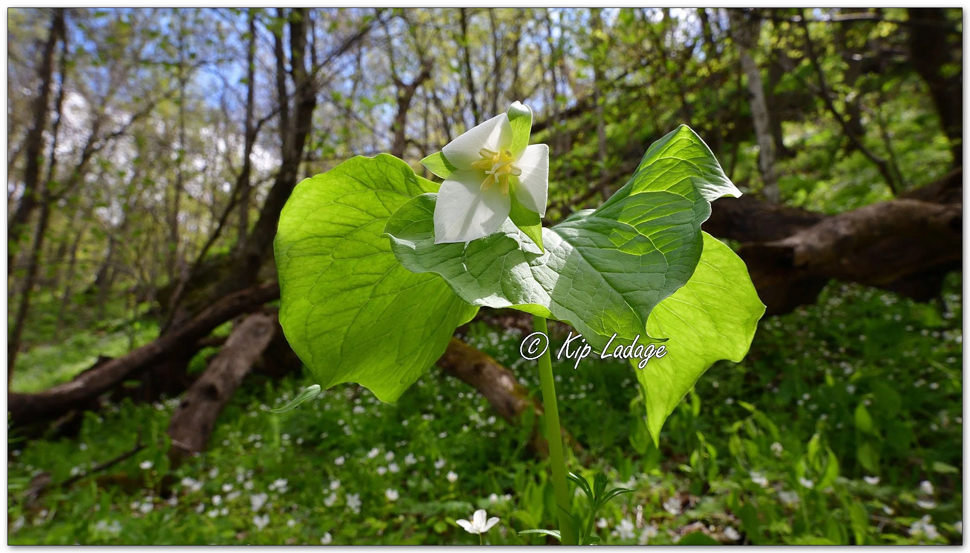Nodding Trillium - Image 1094622
