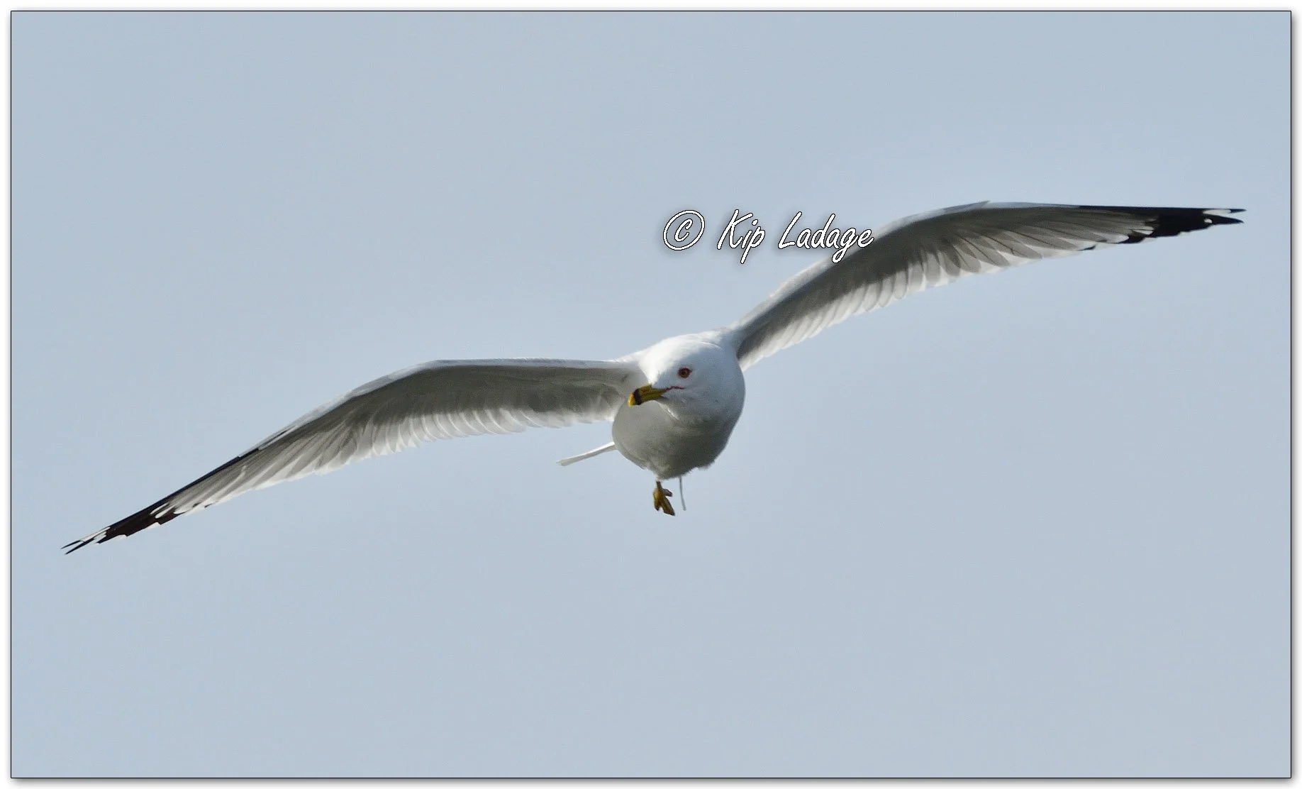 Ring-billed Gull - Image 1073703