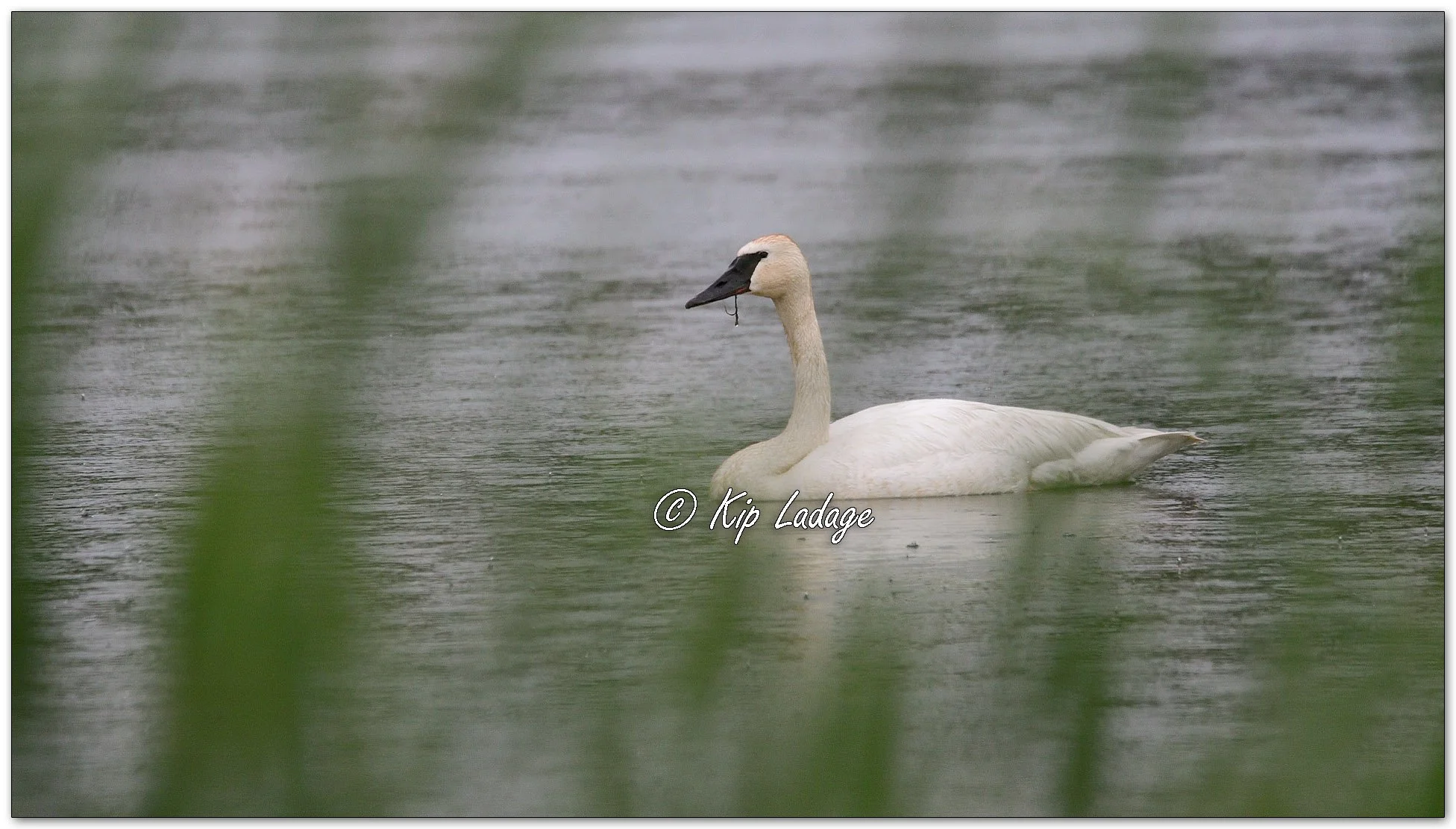 Trumpeter Swan in Rain - Image 1104697
