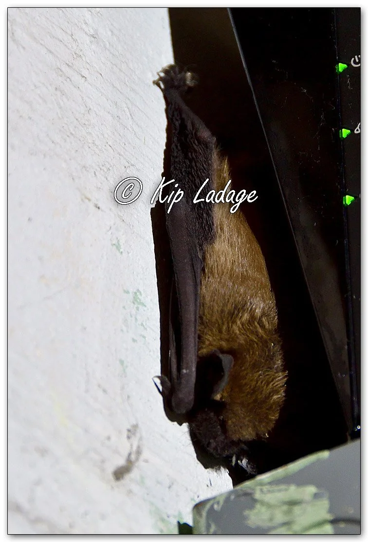 Bat Removed From Home - Image 1130291