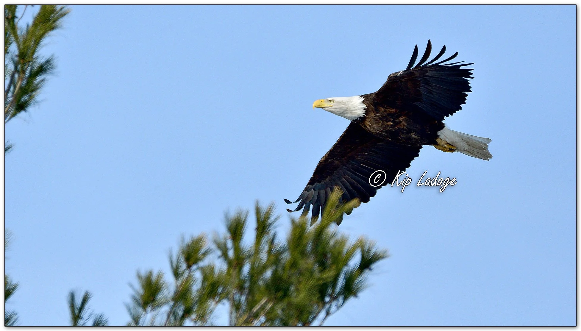 Adult Bald Eagle in Flight - Image 1066281