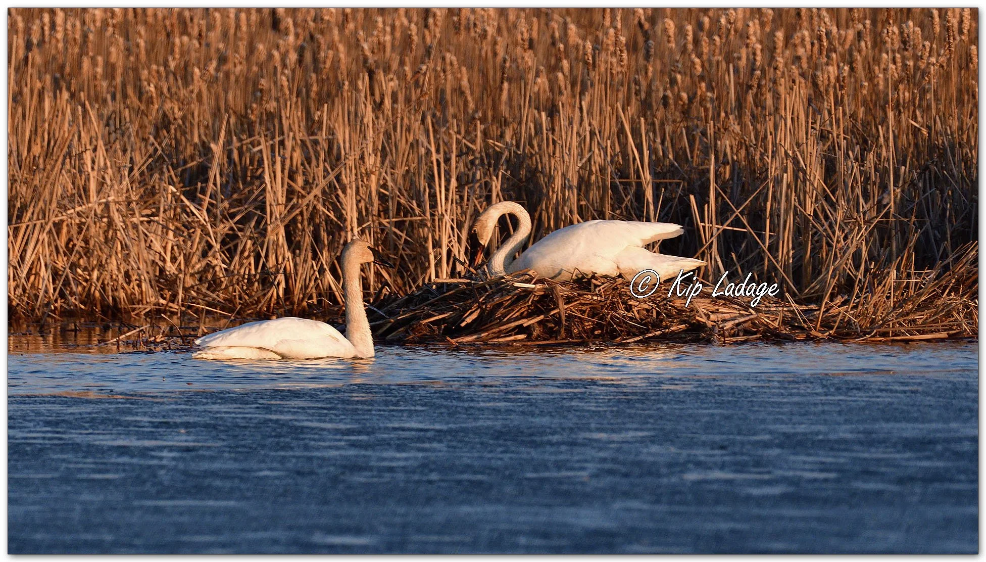 Trumpeter Swans at Sunrise - Image 1071883