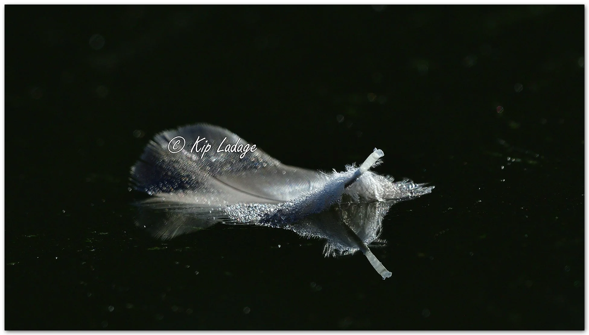 White Feather on Water - Image 1158581