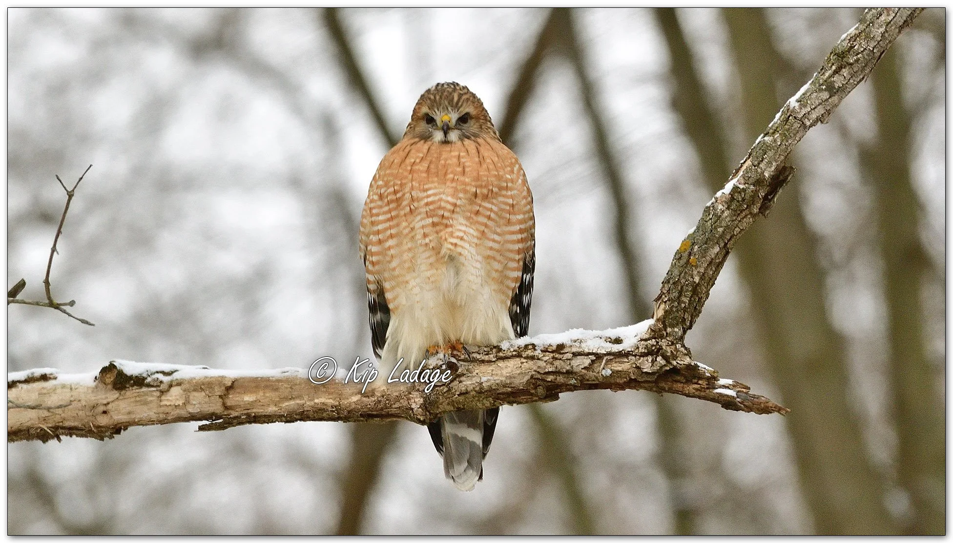 Red-shouldered Hawk - Image 933524