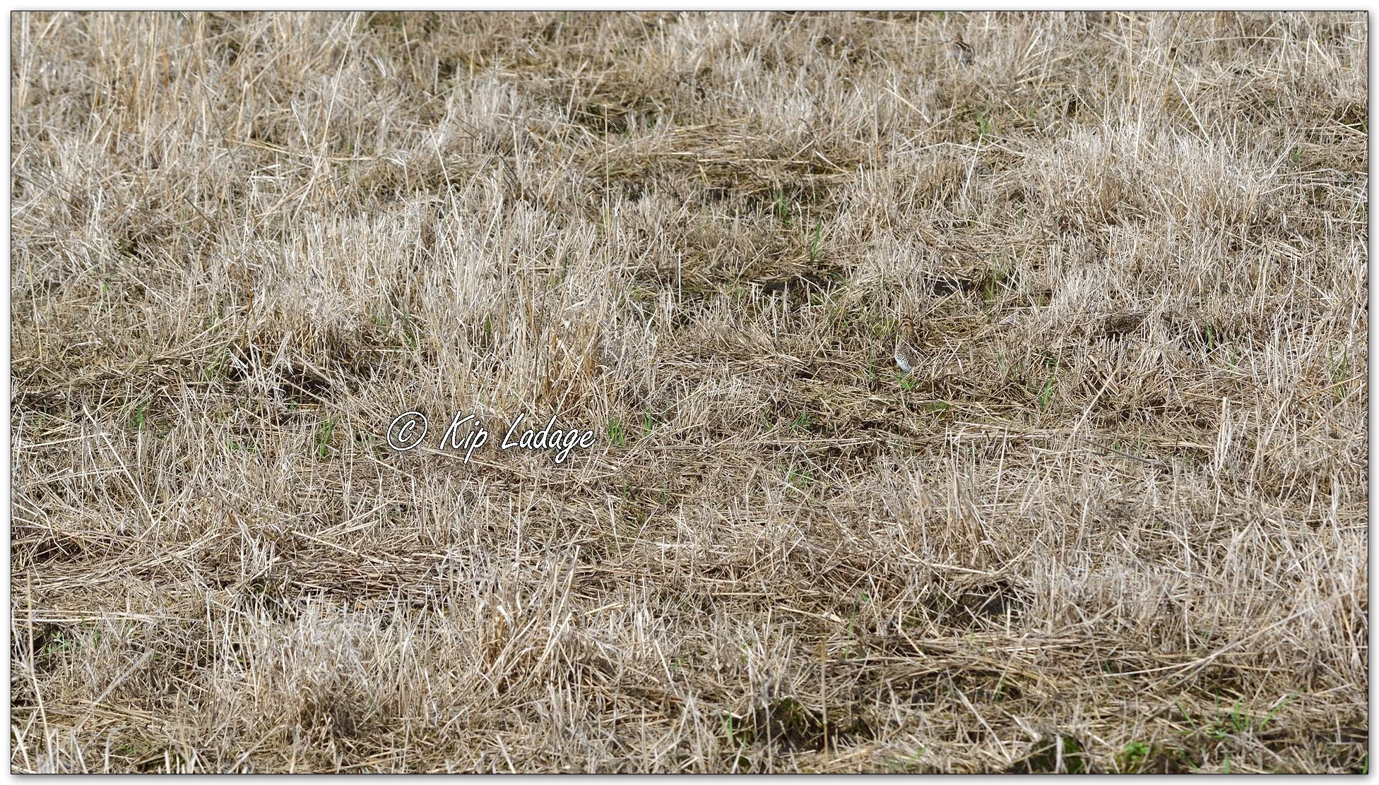 Wilson's Snipe - Image 1087847